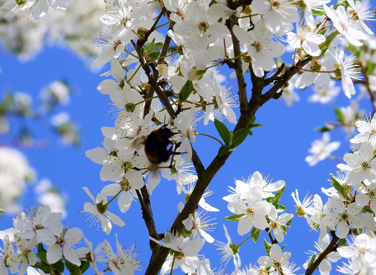 Nikon Coolpix P900 sample photo. Flowers, pollination, insect photography