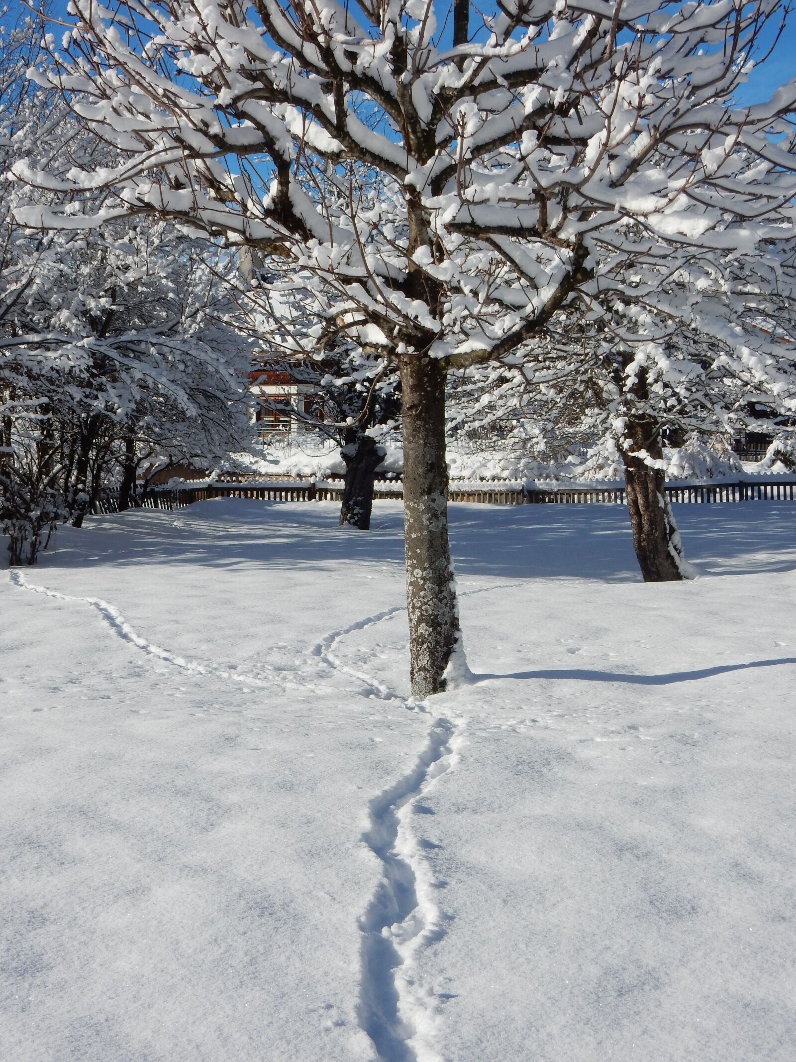 Nikon Coolpix S9900 sample photo. Winter, snow, frost photography