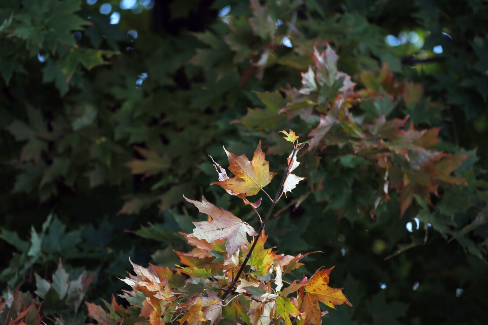 Canon EOS 60D + Canon EF 70-200mm F2.8L IS II USM sample photo. Maple, leaf, colorful photography