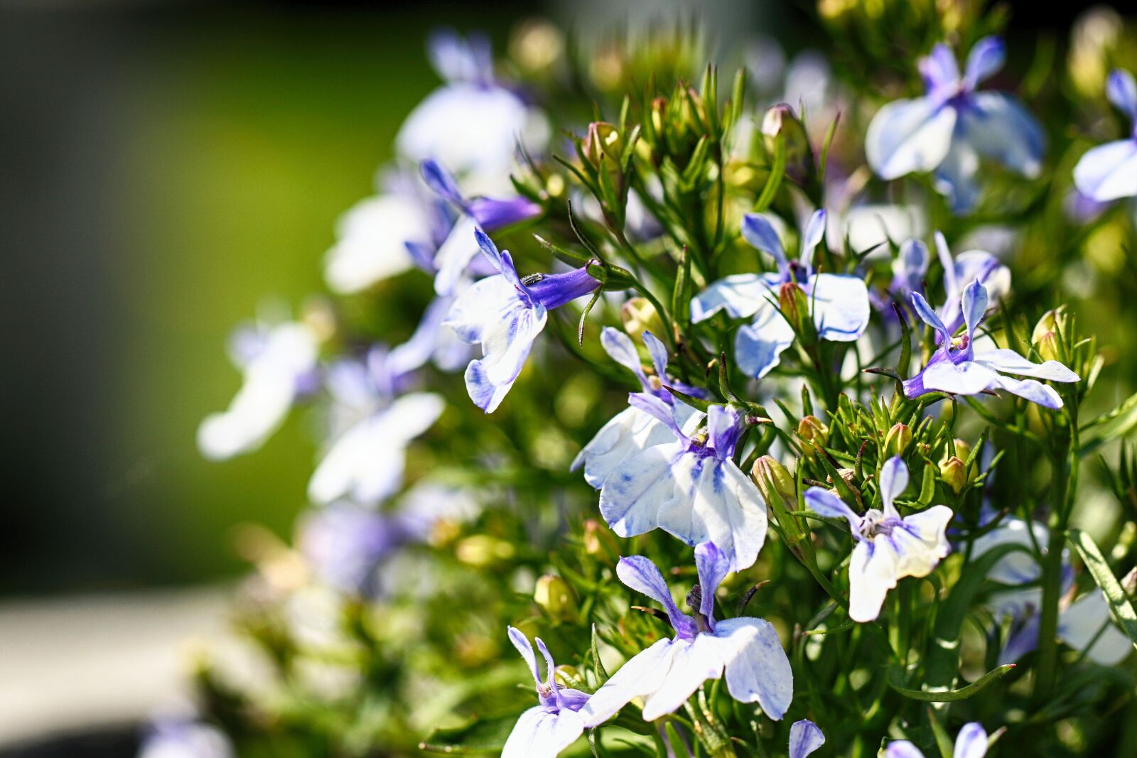 Canon EOS 7D Mark II sample photo. Flower, garden, summer flower photography
