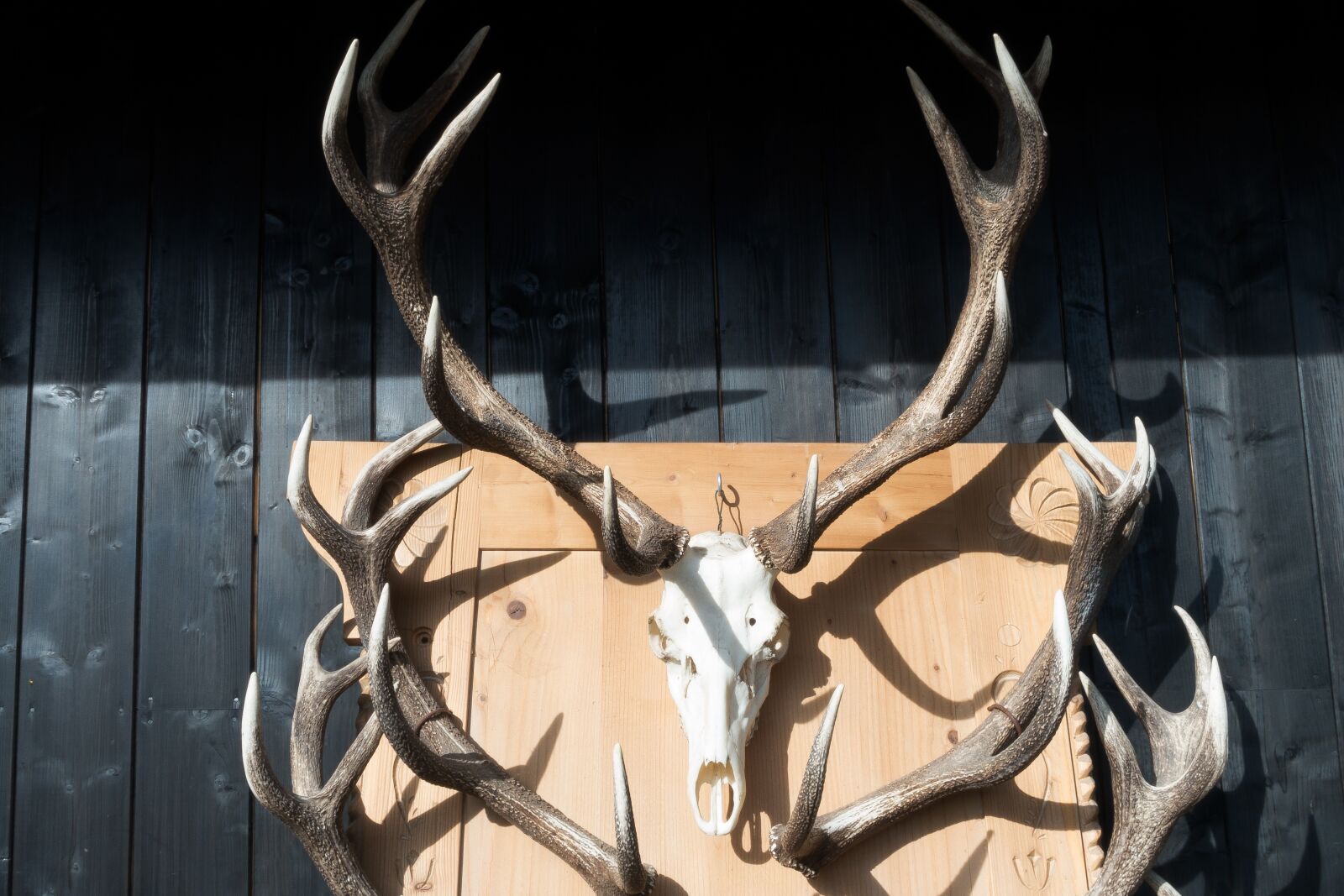 Sony Cyber-shot DSC-RX100 III sample photo. Antler, hirsch, trophy photography