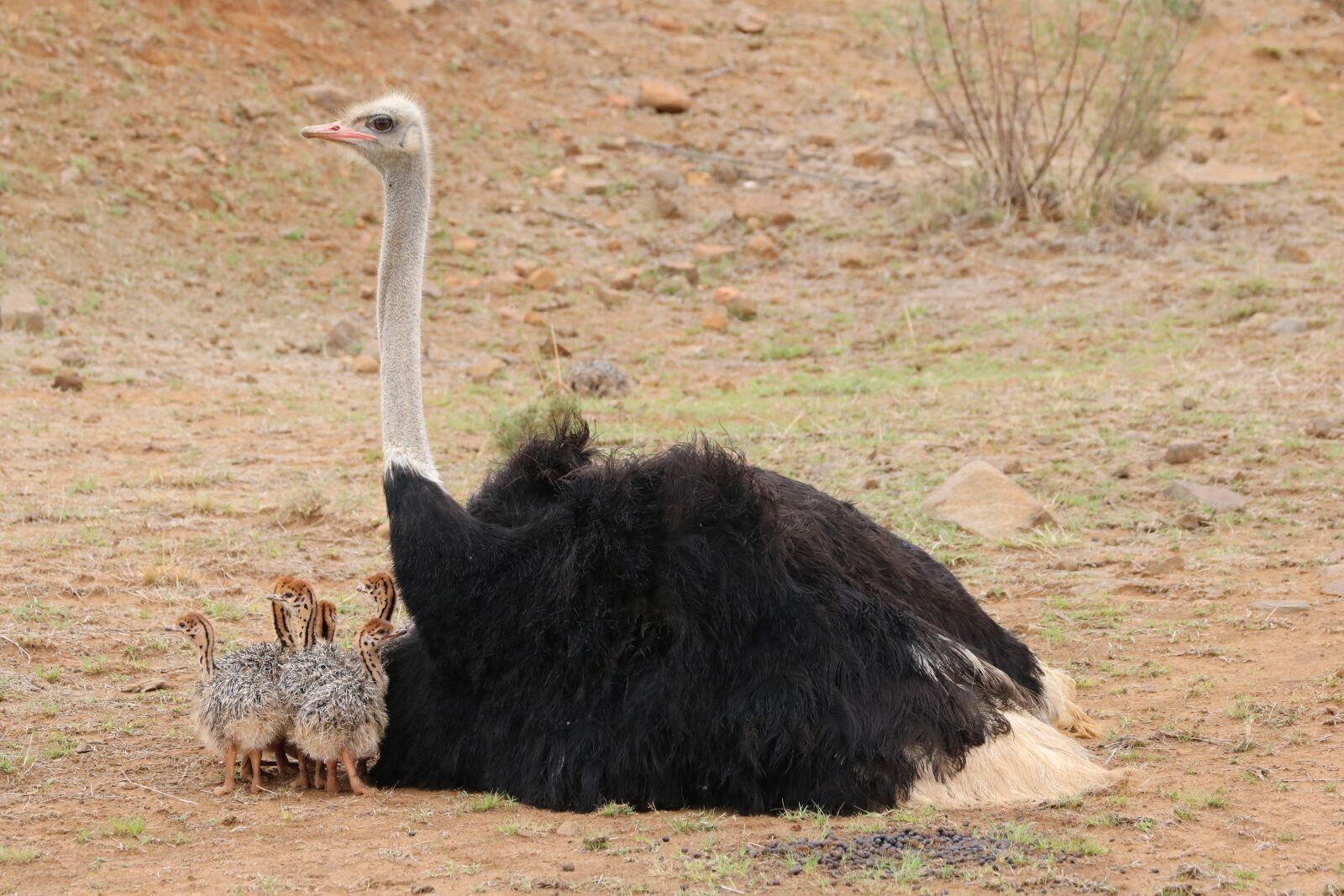 Canon EF 70-300mm F4-5.6L IS USM sample photo. Baby ostriches, bouquet of photography