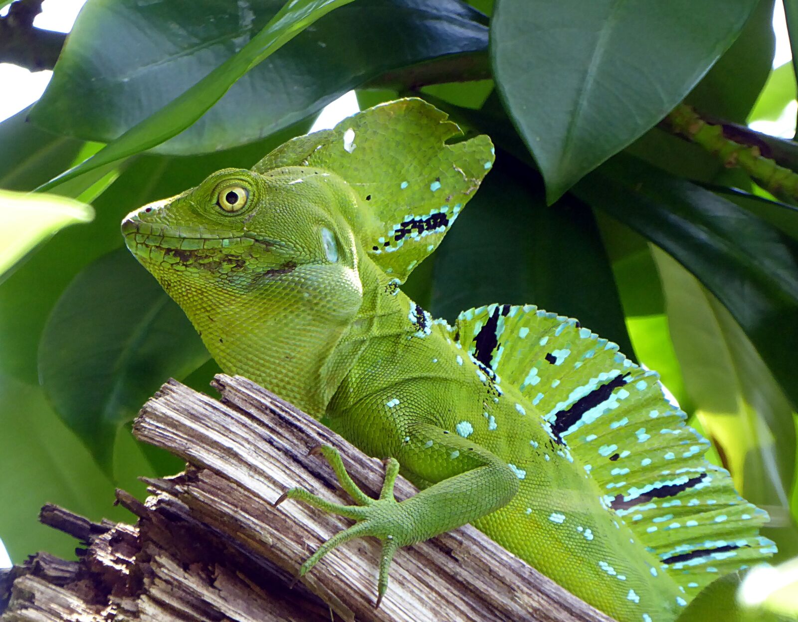 Panasonic Lumix DMC-ZS50 (Lumix DMC-TZ70) sample photo. Lizard, basil, green photography
