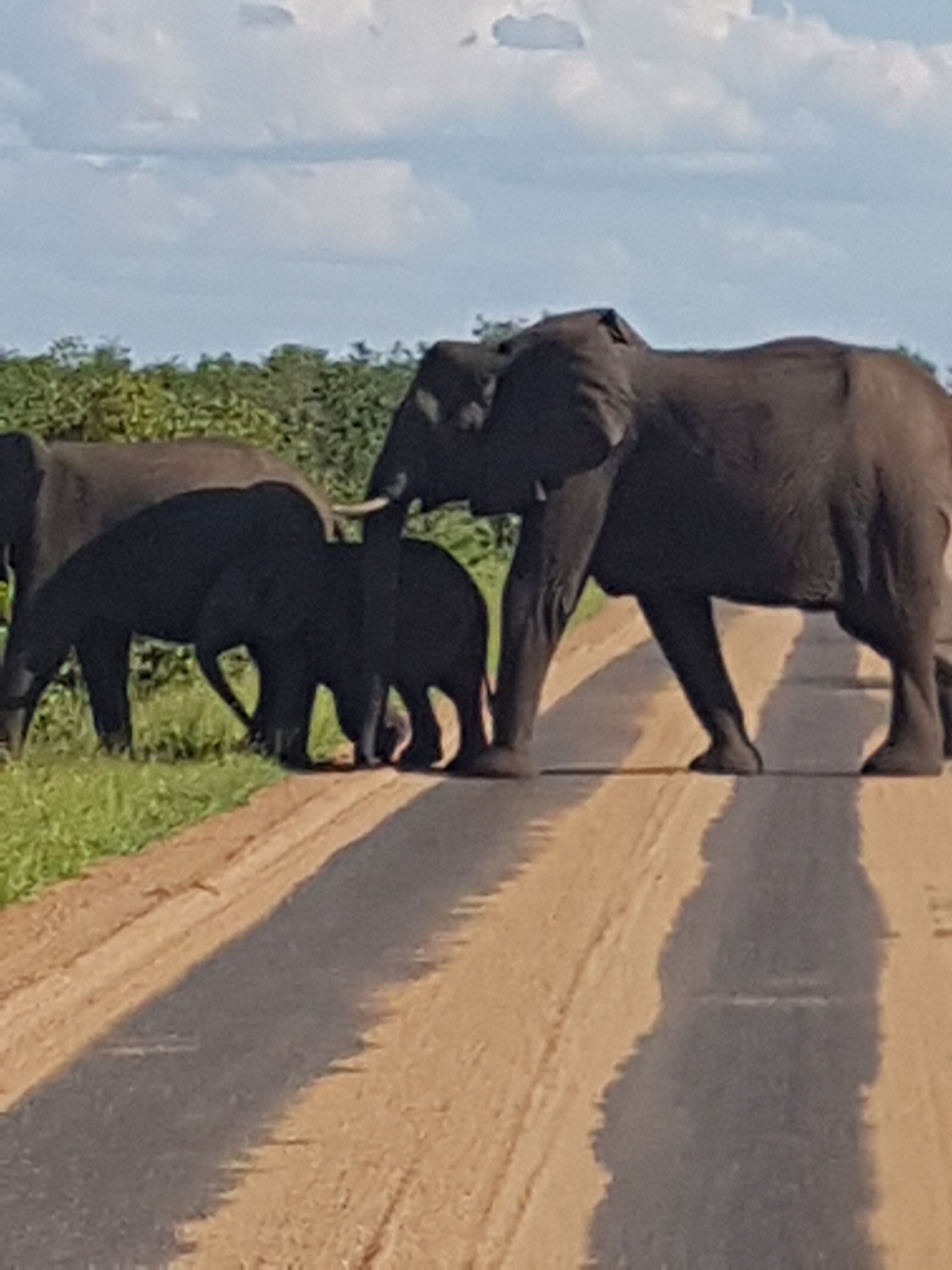 Samsung Galaxy S7 sample photo. Elephants, kruger national park photography
