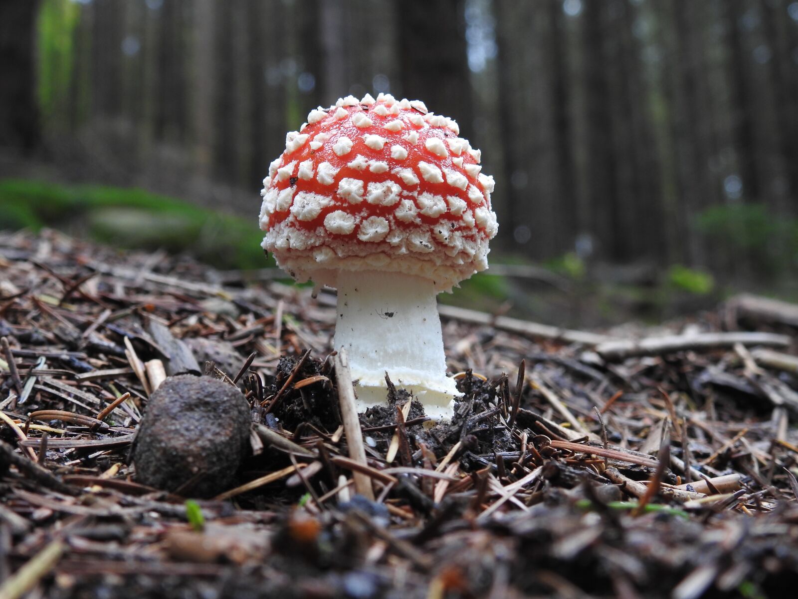 Nikon Coolpix P900 sample photo. Fly agaric, spider, forest photography