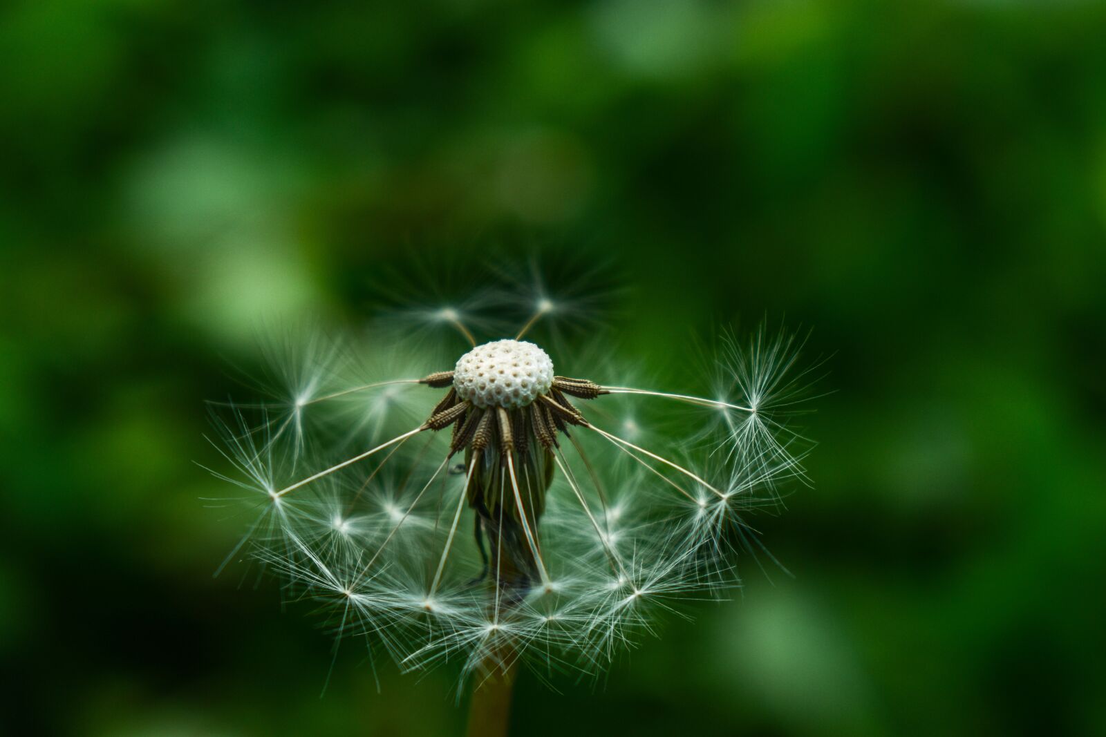 Nikon D3400 sample photo. Dandelion, nature, tooth lion photography