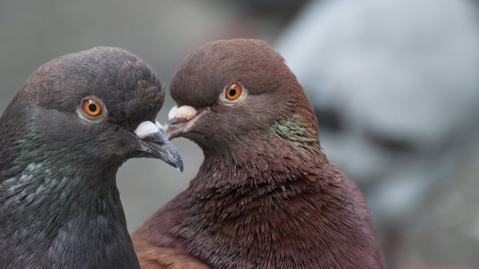 Nikon D5300 sample photo. Birds, pigeons, almost photography