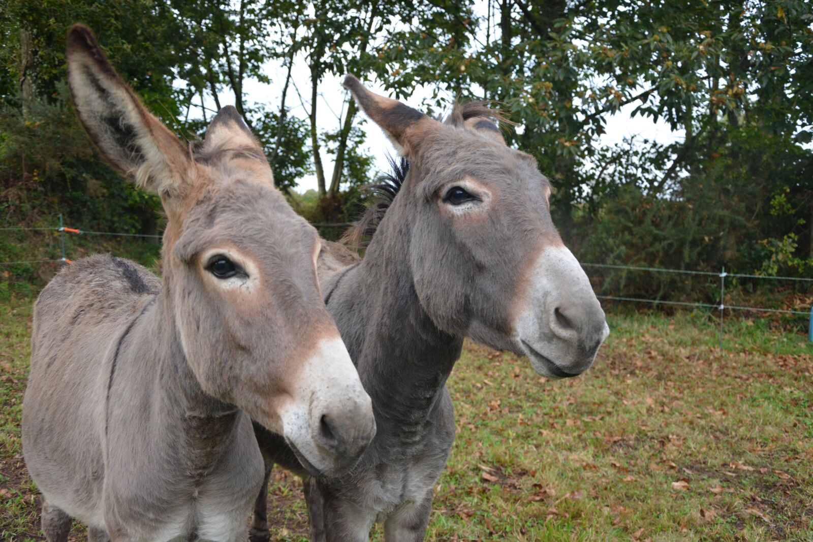 Nikon D5200 sample photo. Donkeys, donkey, head profile photography