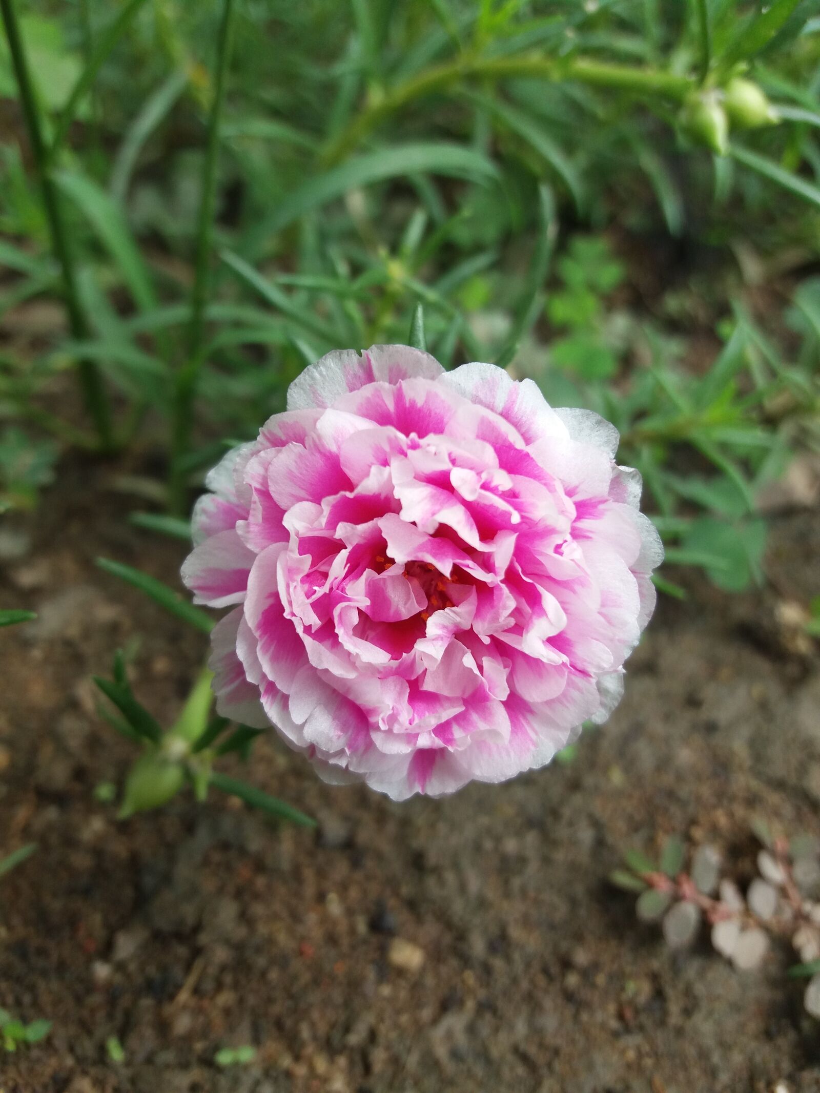 Samsung Galaxy J5 sample photo. Natur, pink, flower photography