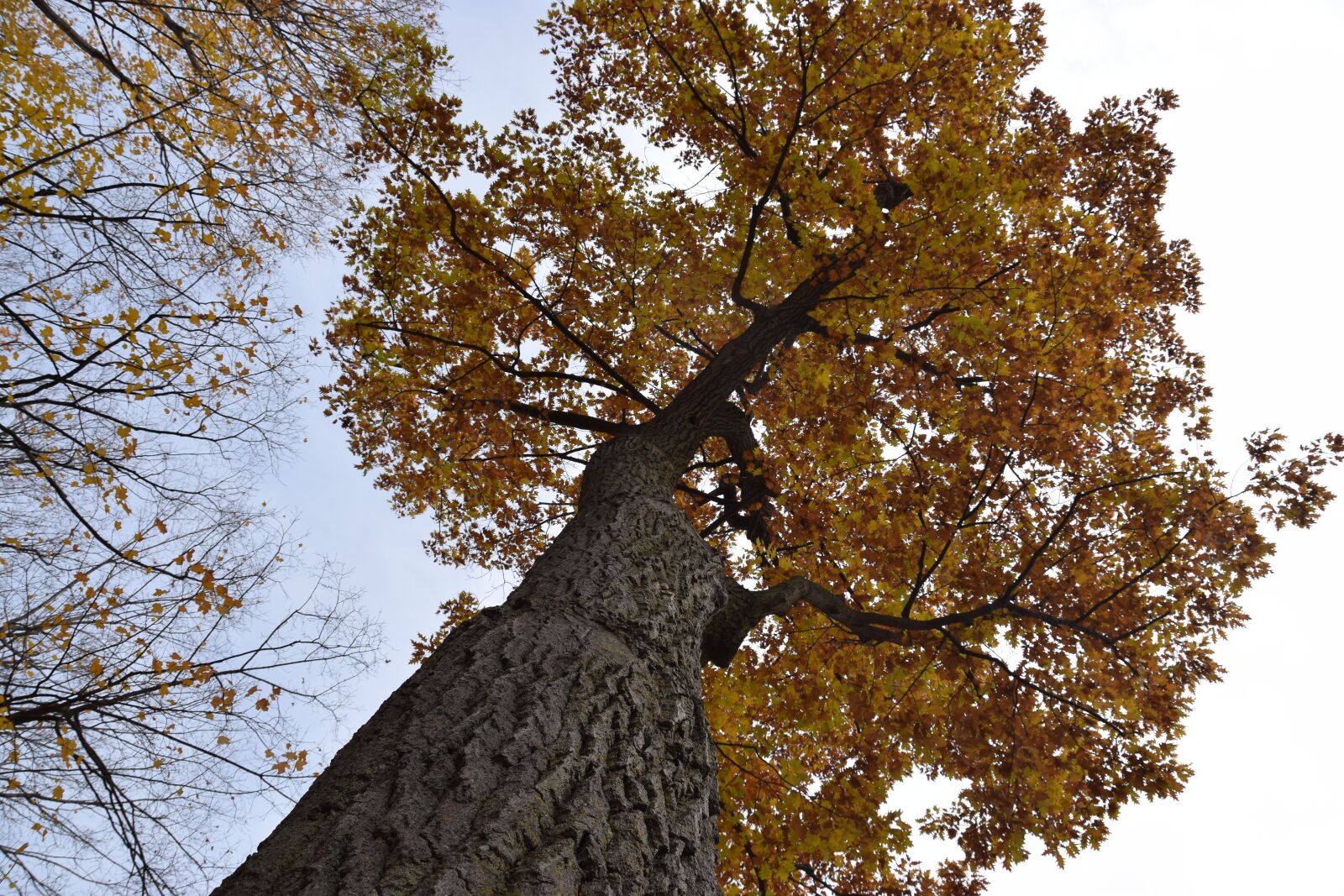 Nikon D5300 sample photo. Tree, tall, majestic photography