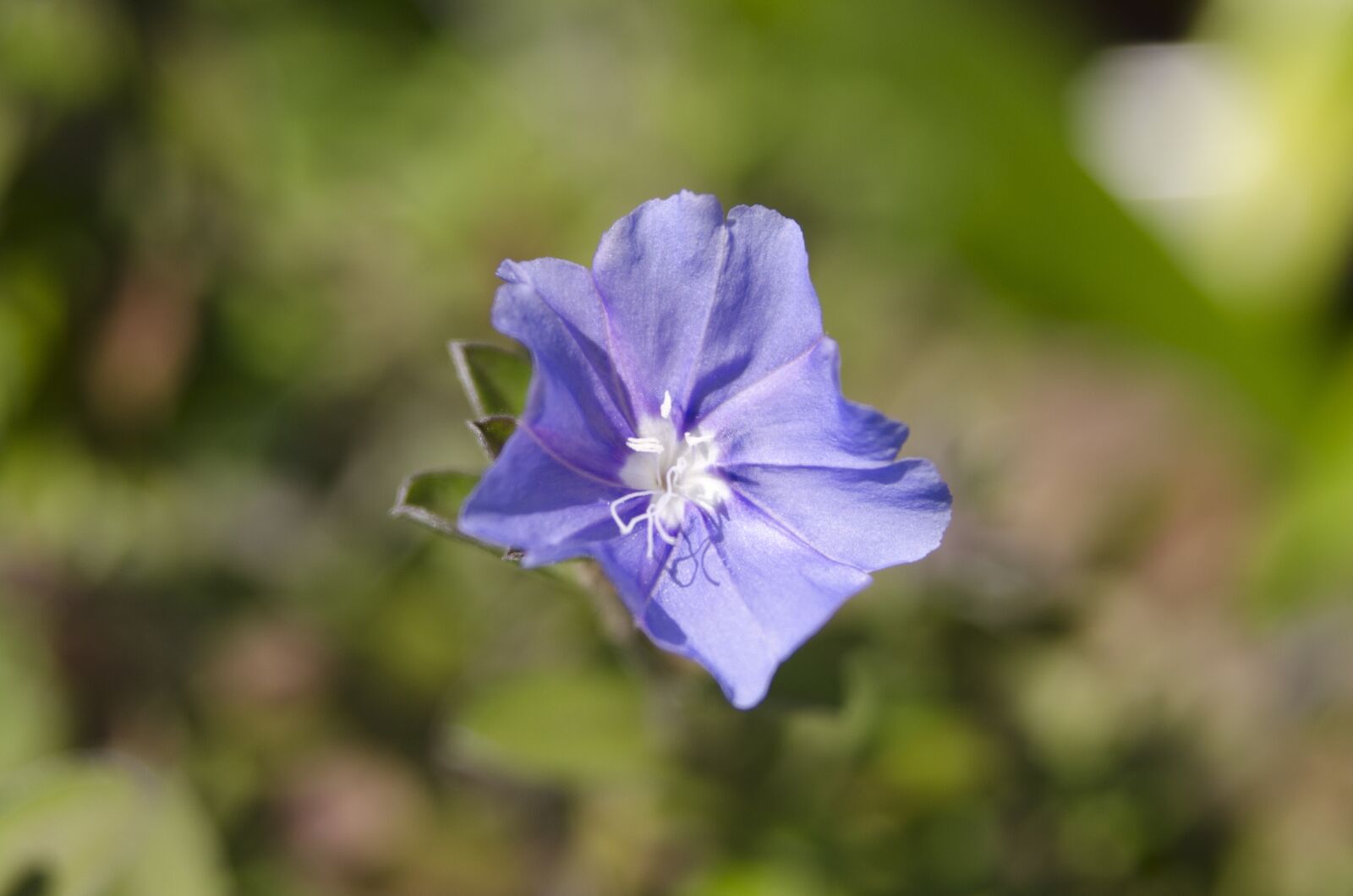 Nikon D5100 sample photo. Flowers, affix, close shot photography