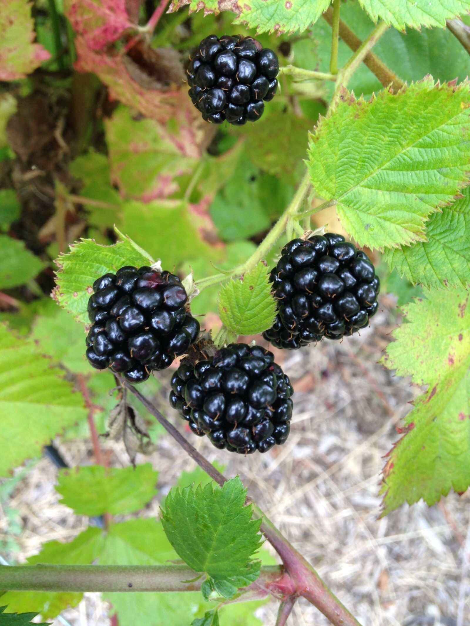 iPhone 5c back camera 4.12mm f/2.4 sample photo. Blackberry, fruit, berry photography