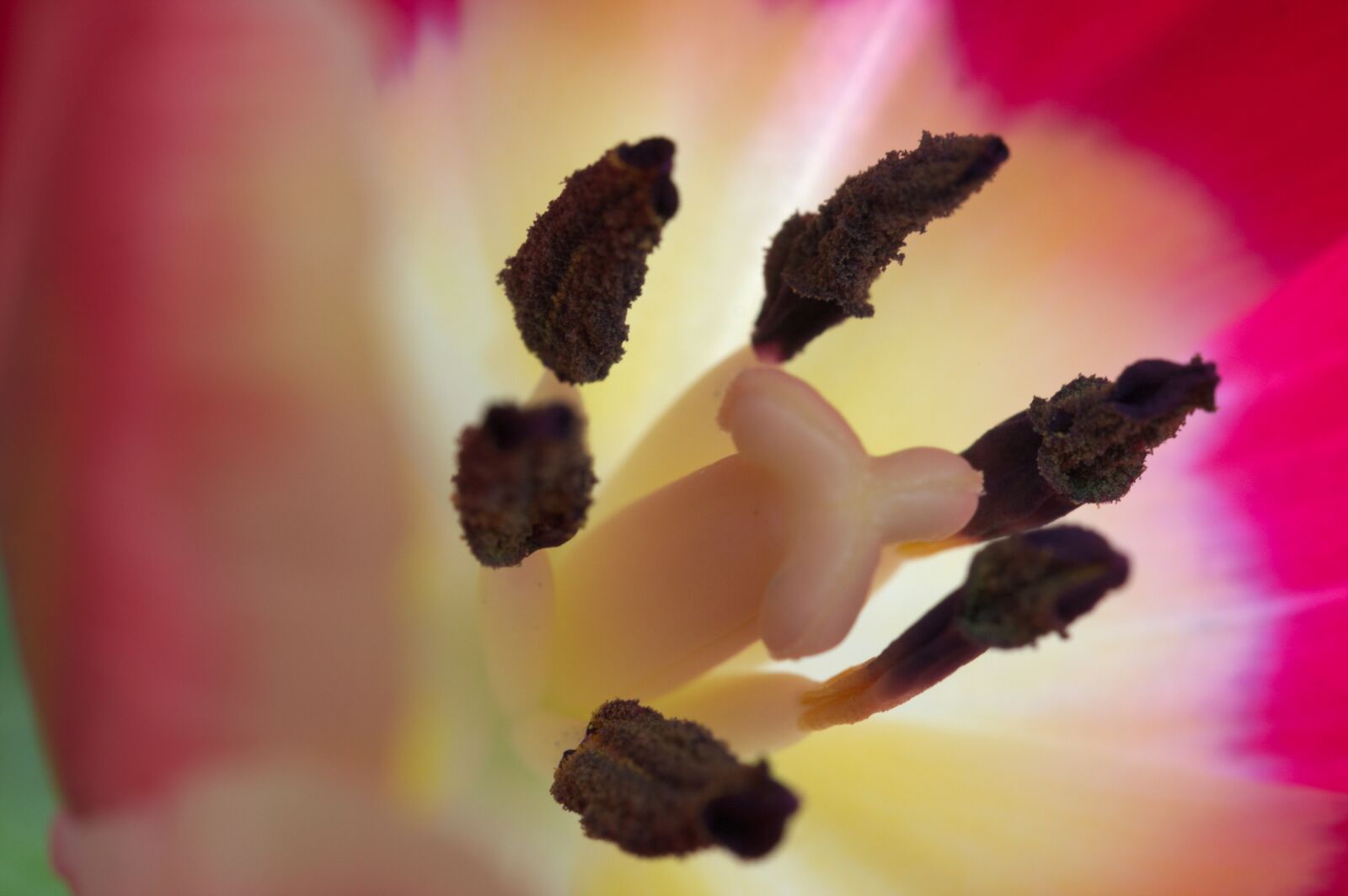 Canon EOS 40D sample photo. Macro, tulip, stamp photography