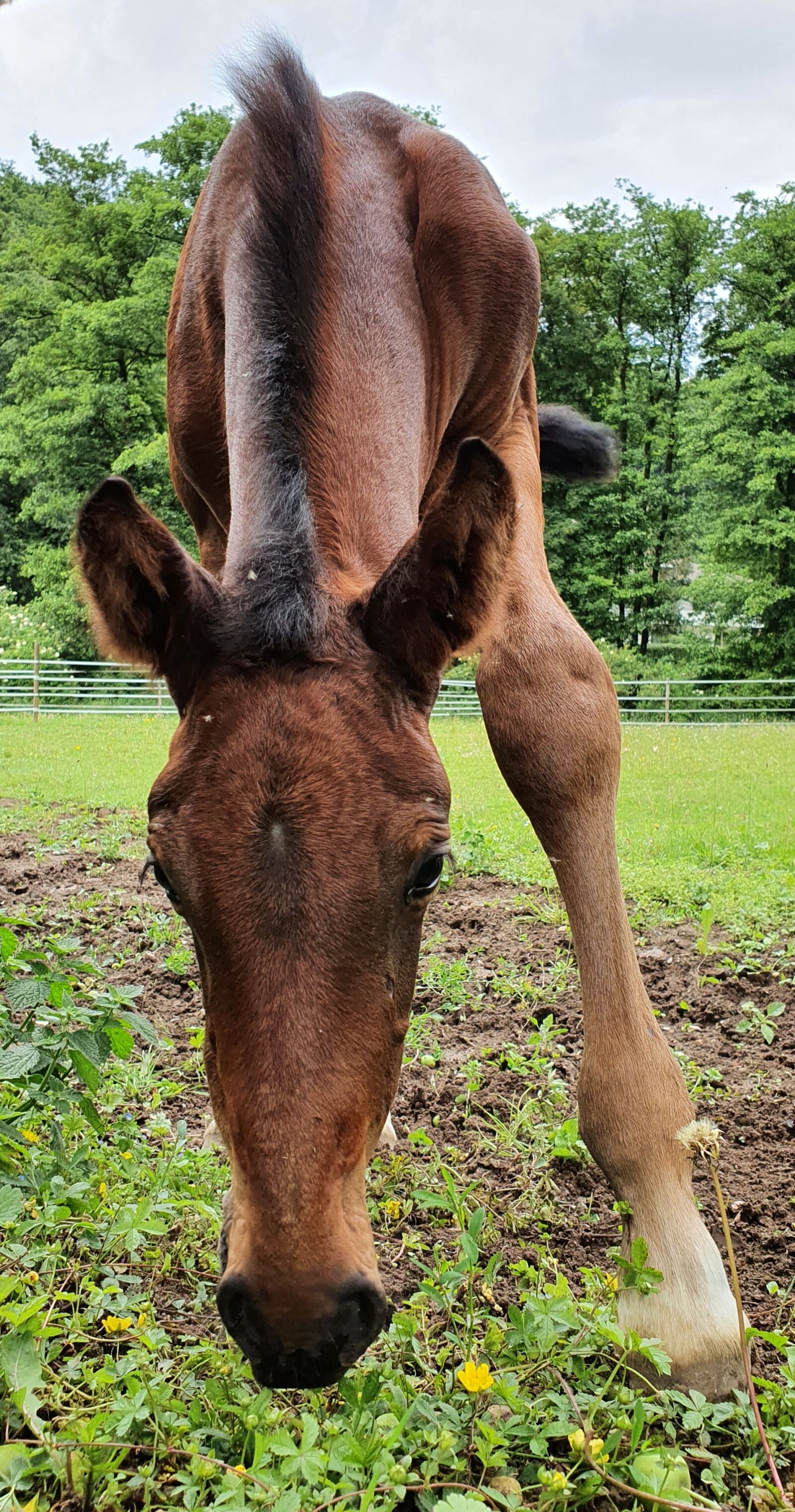 Samsung Galaxy S10+ sample photo. Foal, horse, close up photography