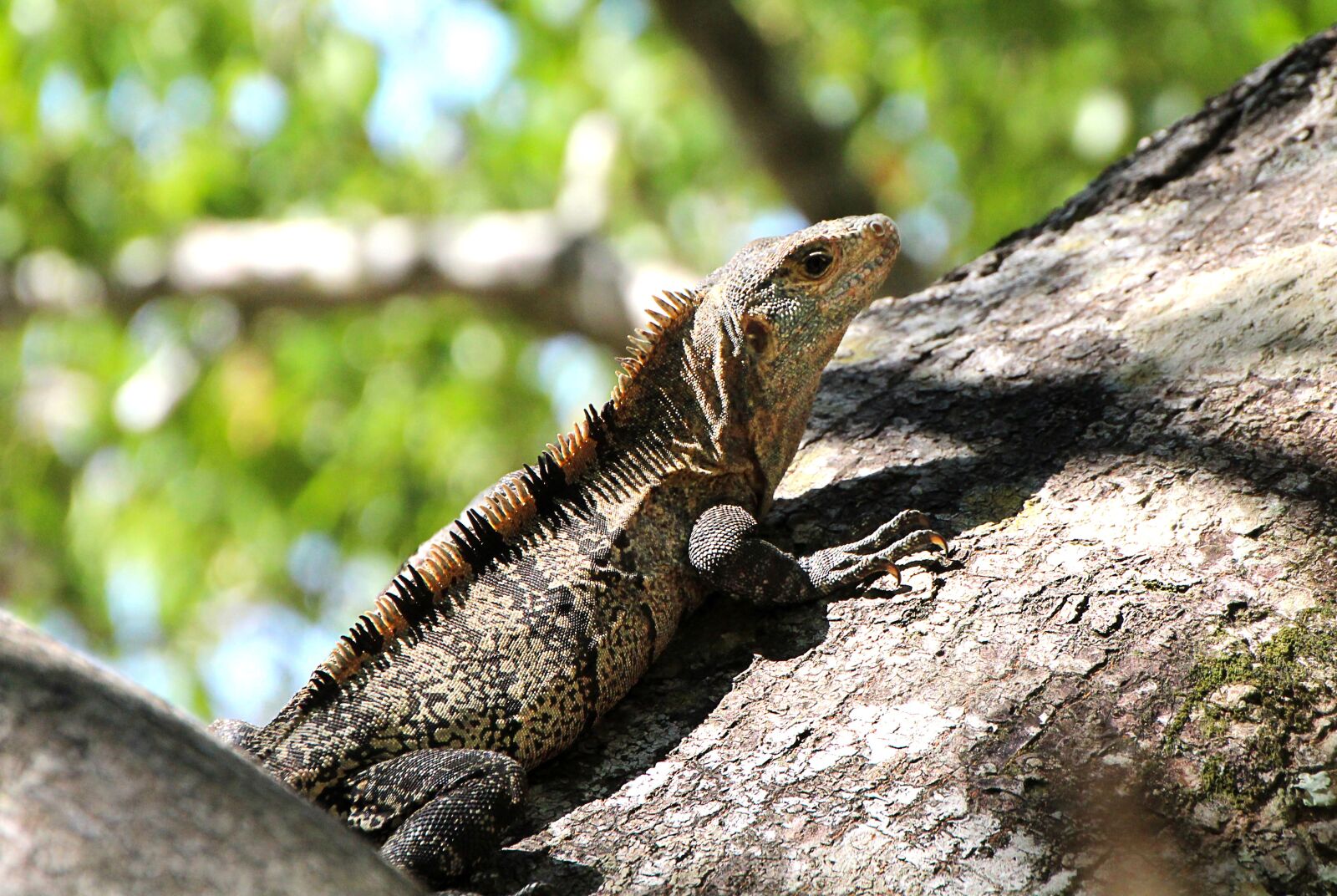 Canon EOS 1300D (EOS Rebel T6 / EOS Kiss X80) sample photo. Iguana, reptile, tree photography