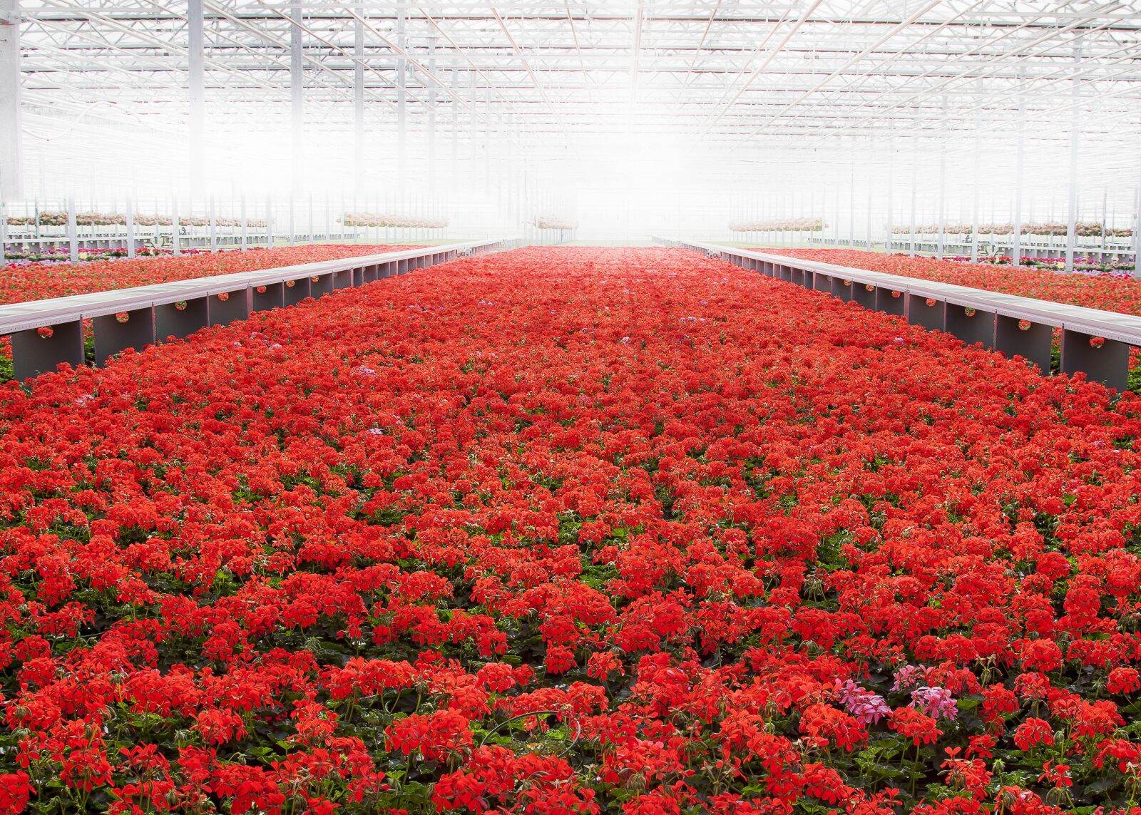 Canon EOS 50D + Canon EF 24-105mm F4L IS USM sample photo. Greenhouse, geranium, red photography