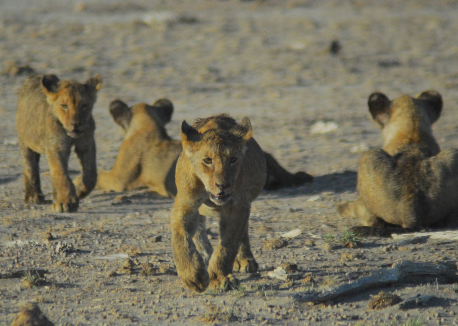 Nikon D200 sample photo. Lion cubs, wild, wildlife photography