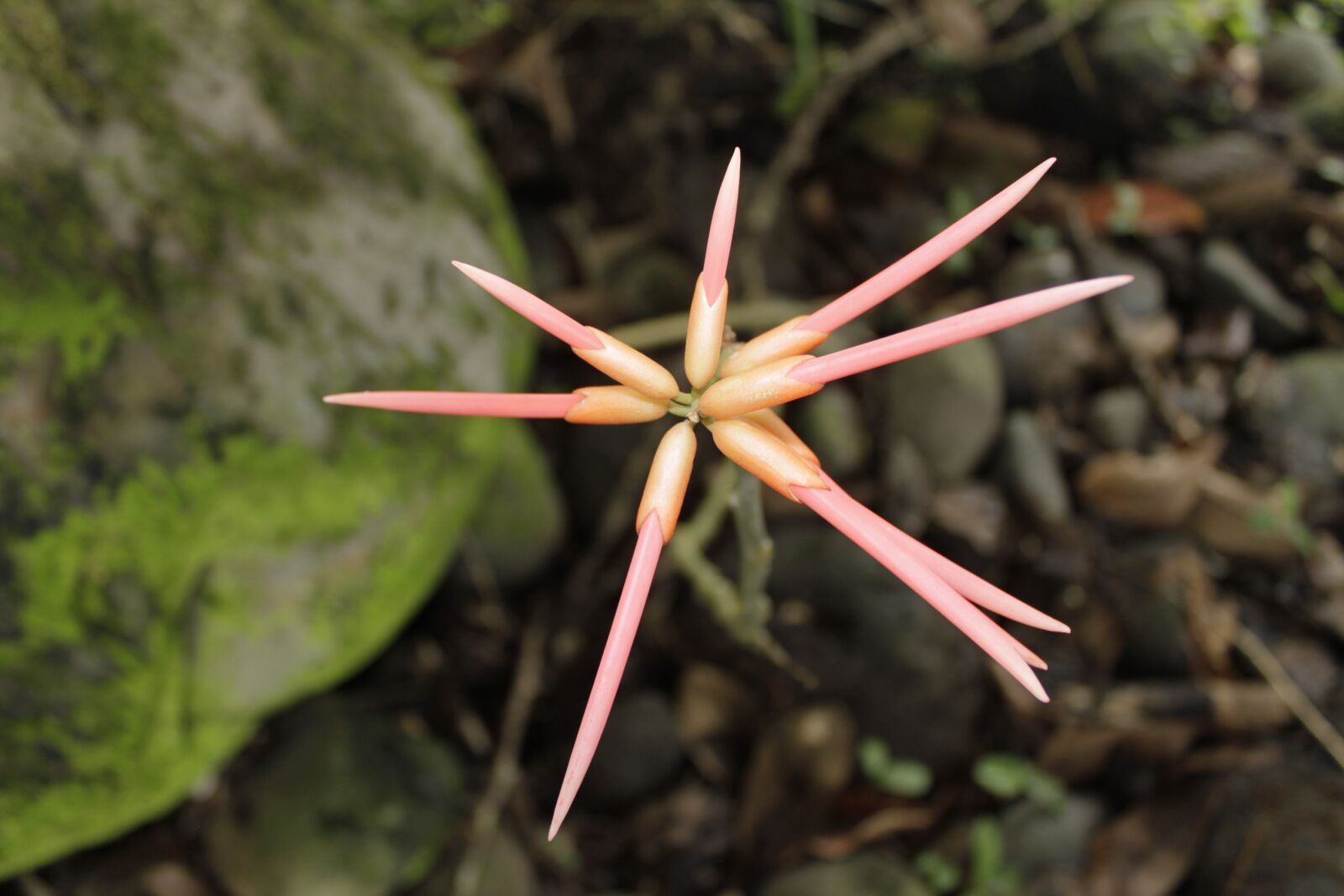 Canon EOS 1100D (EOS Rebel T3 / EOS Kiss X50) sample photo. Swords, flower, beautiful photography