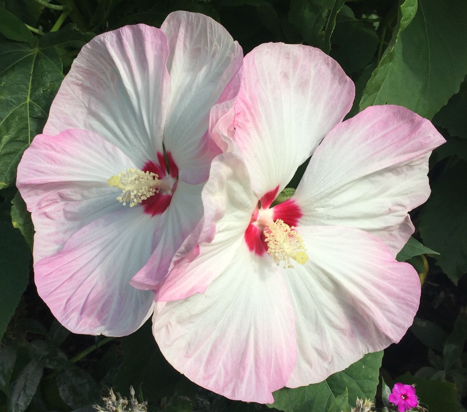 Apple iPhone 6 sample photo. White, pink, hydranga photography
