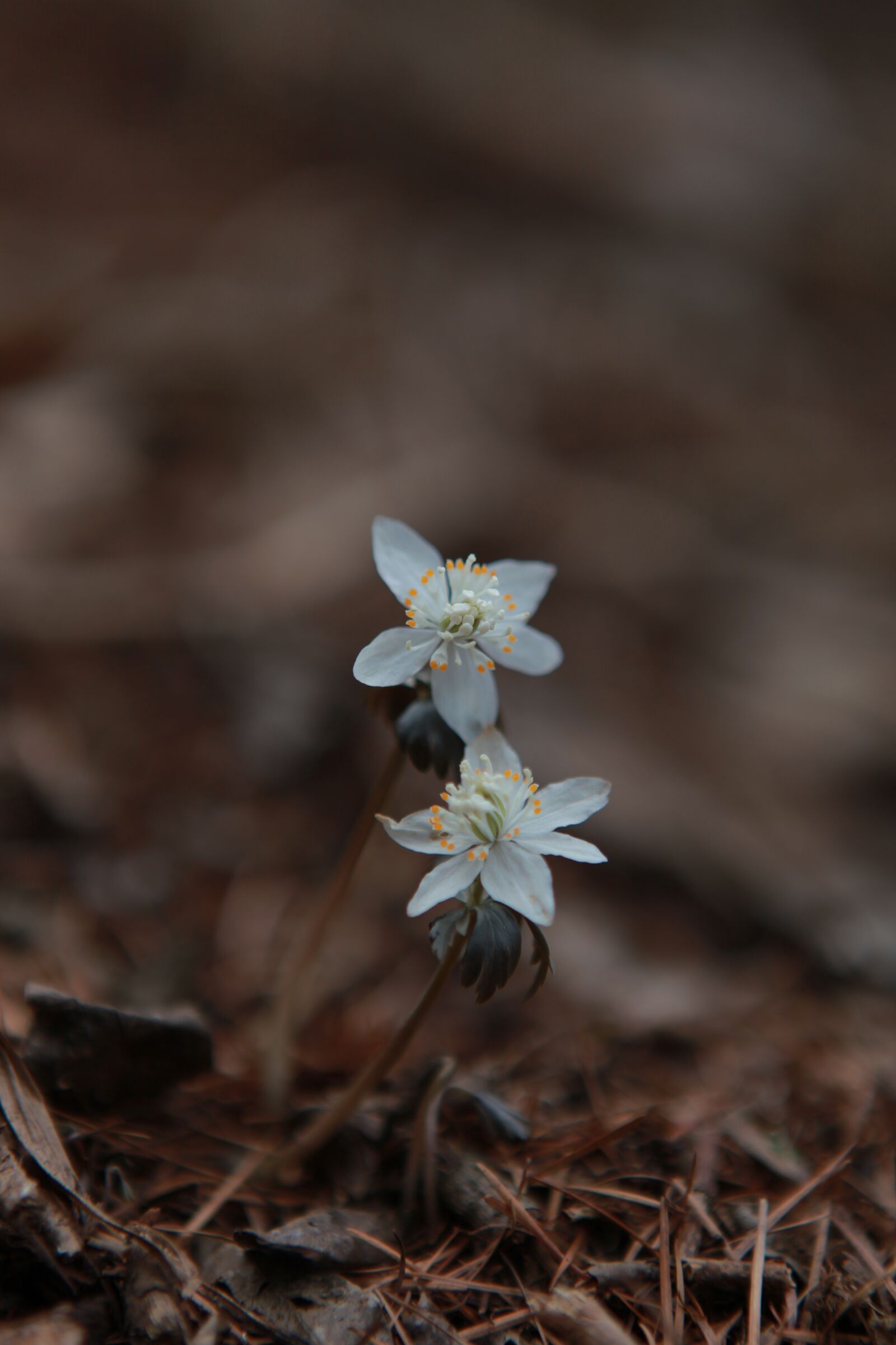 Canon EOS 5D Mark II sample photo. You also wind flower photography