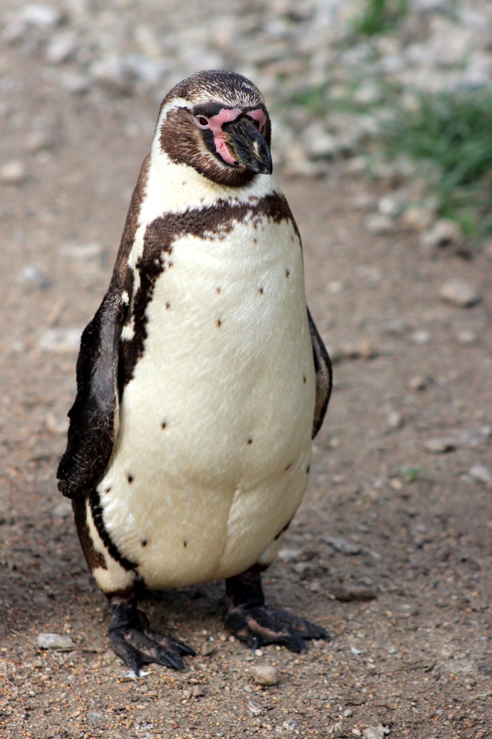 Canon EOS 600D (Rebel EOS T3i / EOS Kiss X5) sample photo. Penguin, bird, fauna photography