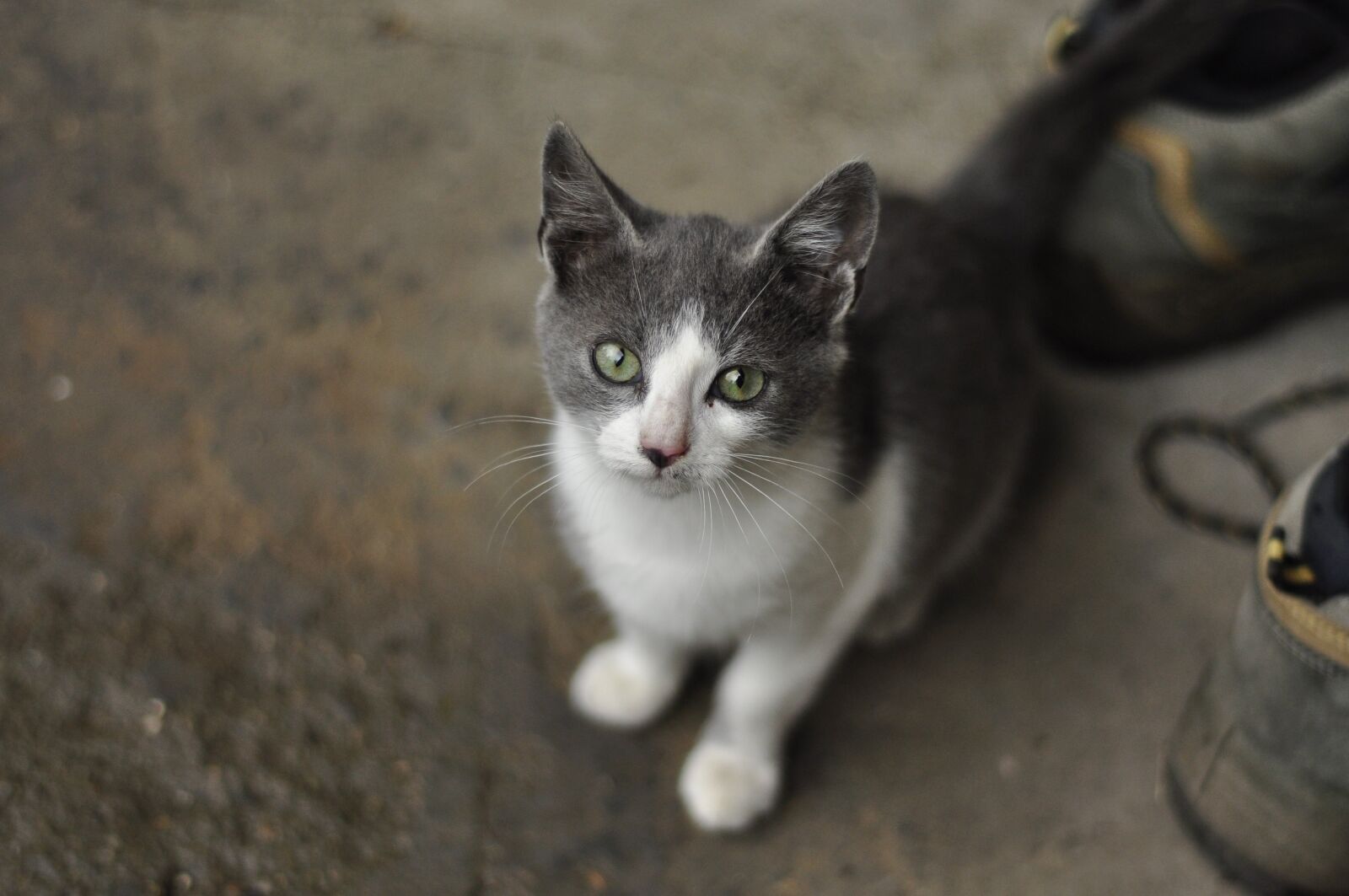 Nikon D90 sample photo. Kitten, cat, gray photography
