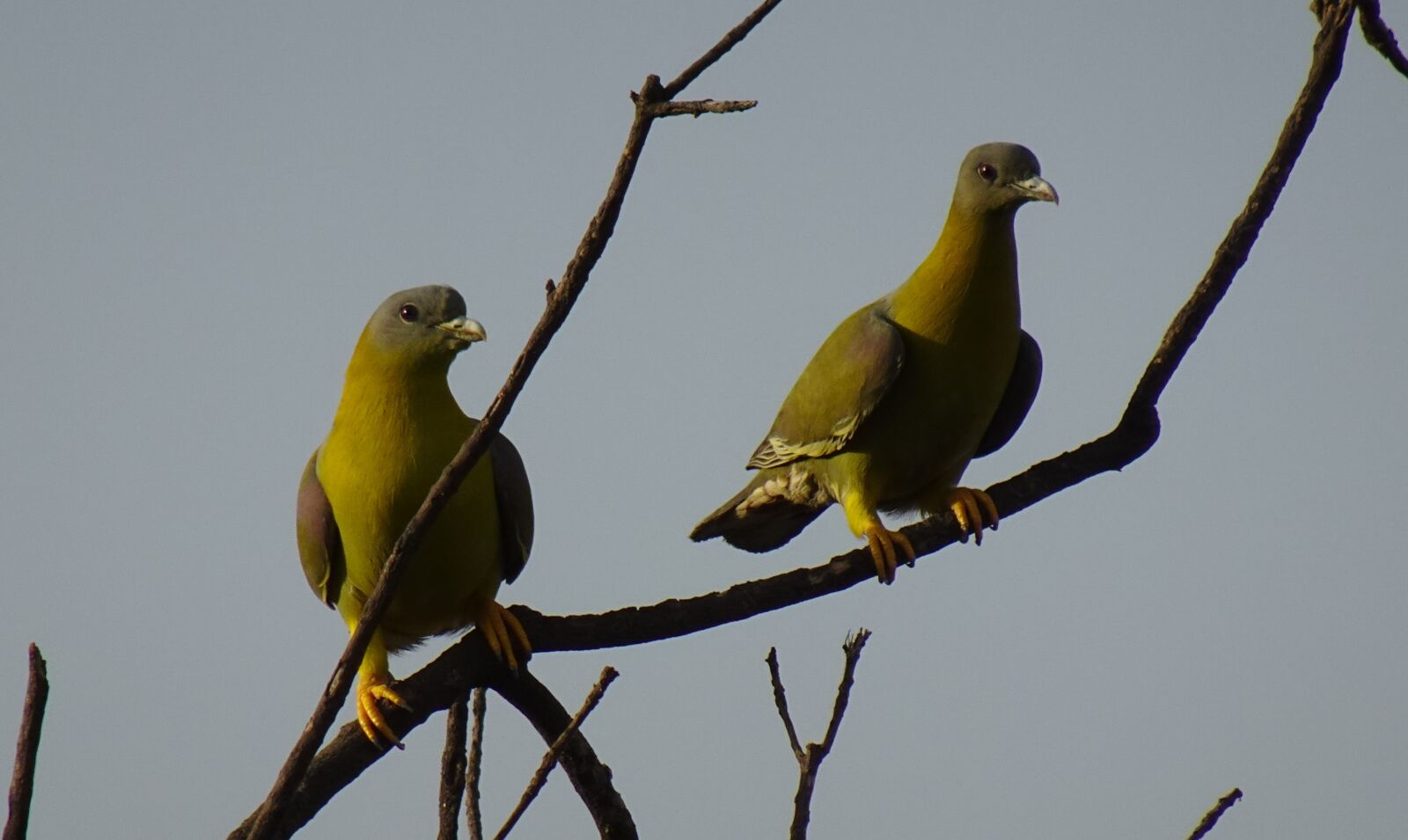 Sony DSC-WX800 sample photo. Bird, pigeon, yfgp photography