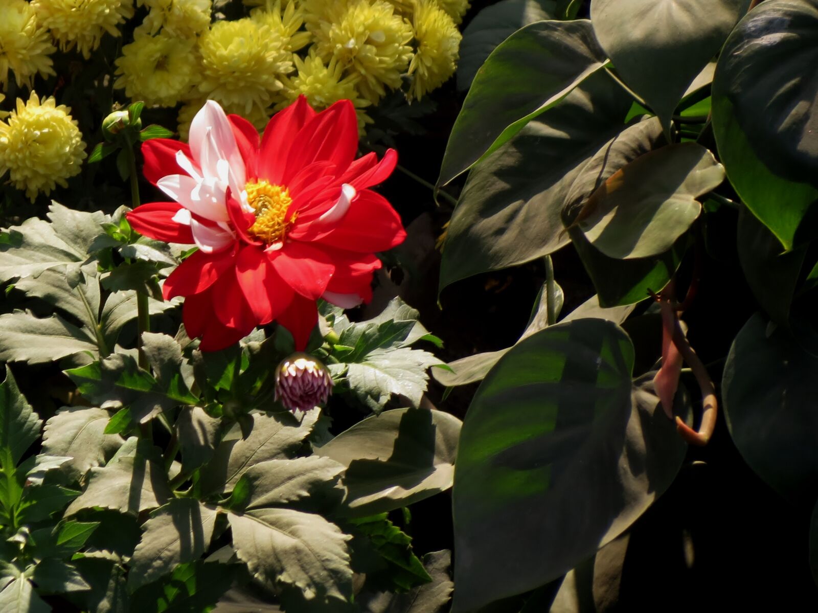 Canon PowerShot SX40 HS sample photo. Flowers, siva301in photography