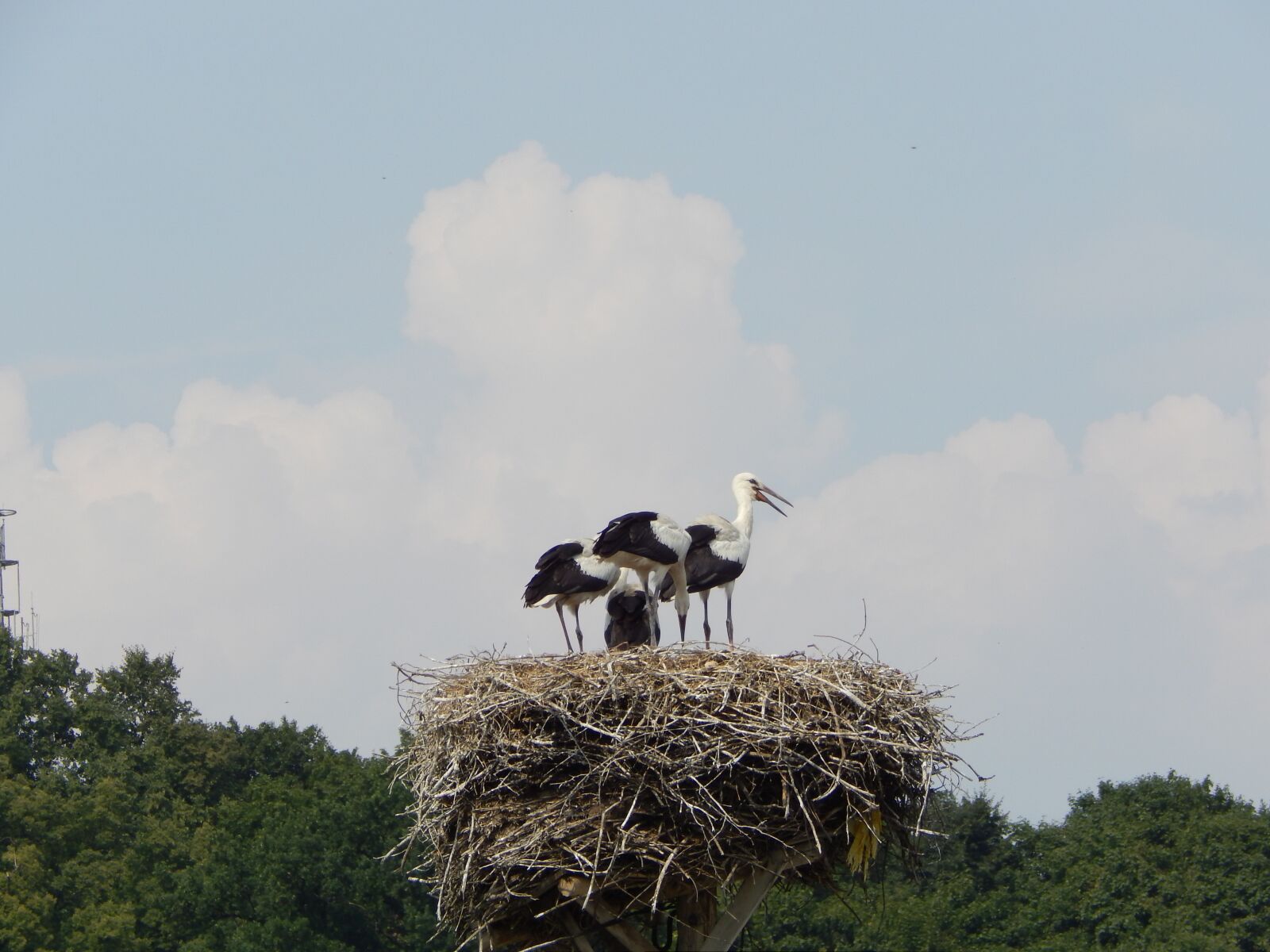 Nikon Coolpix L820 sample photo. Storks, birds, young photography