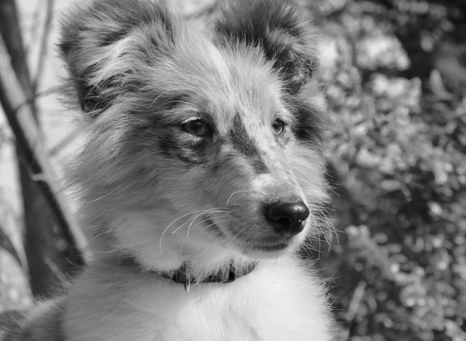 Nikon D5200 sample photo. Dog, bitch nobility blue photography