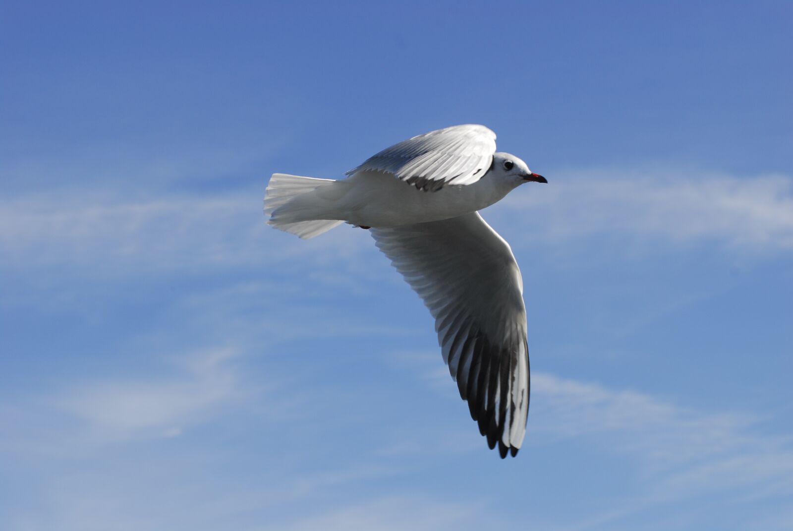Nikon D200 sample photo. Movement, flying, weightless photography