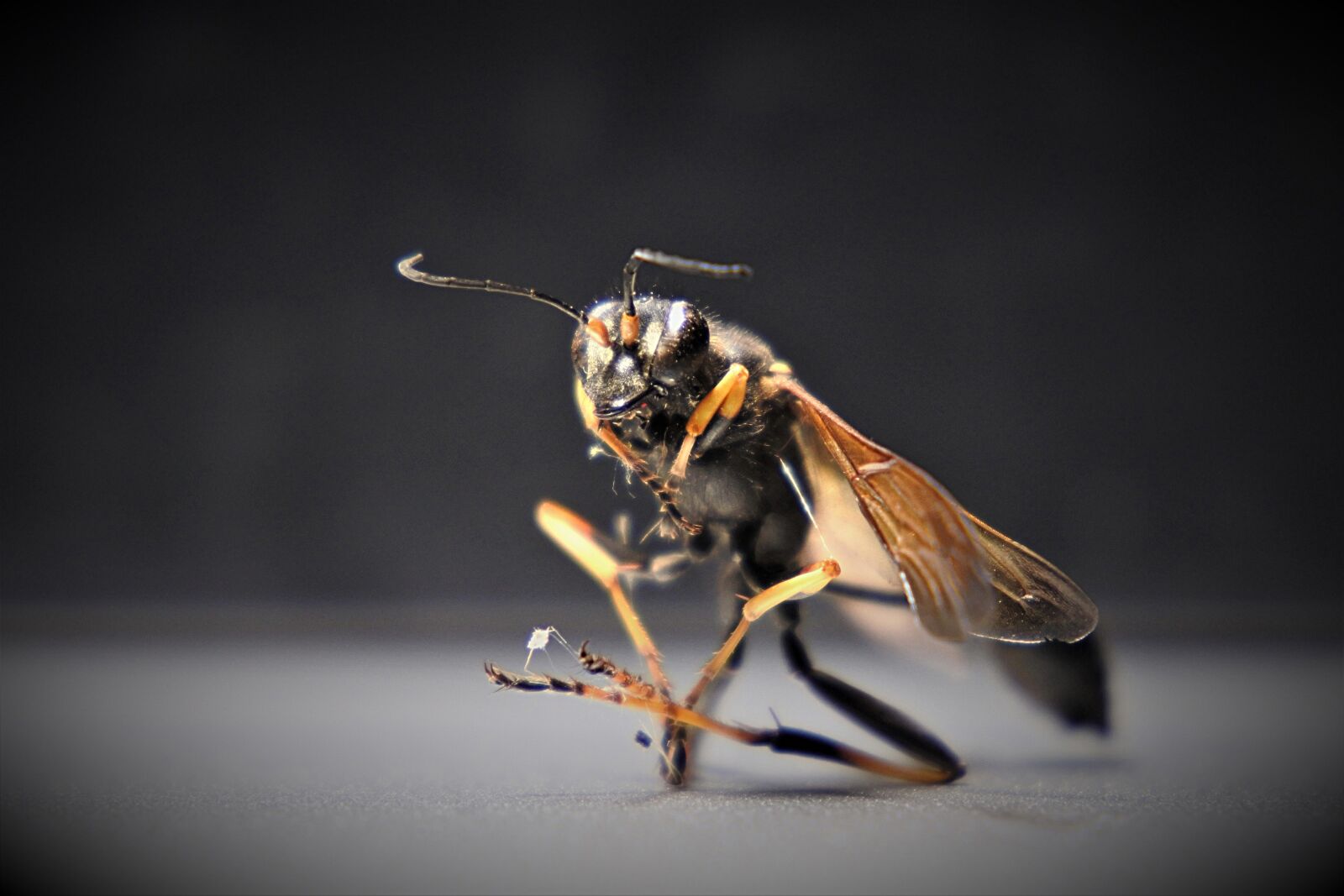 Nikon 1 J5 sample photo. Wasp, insect, wing photography
