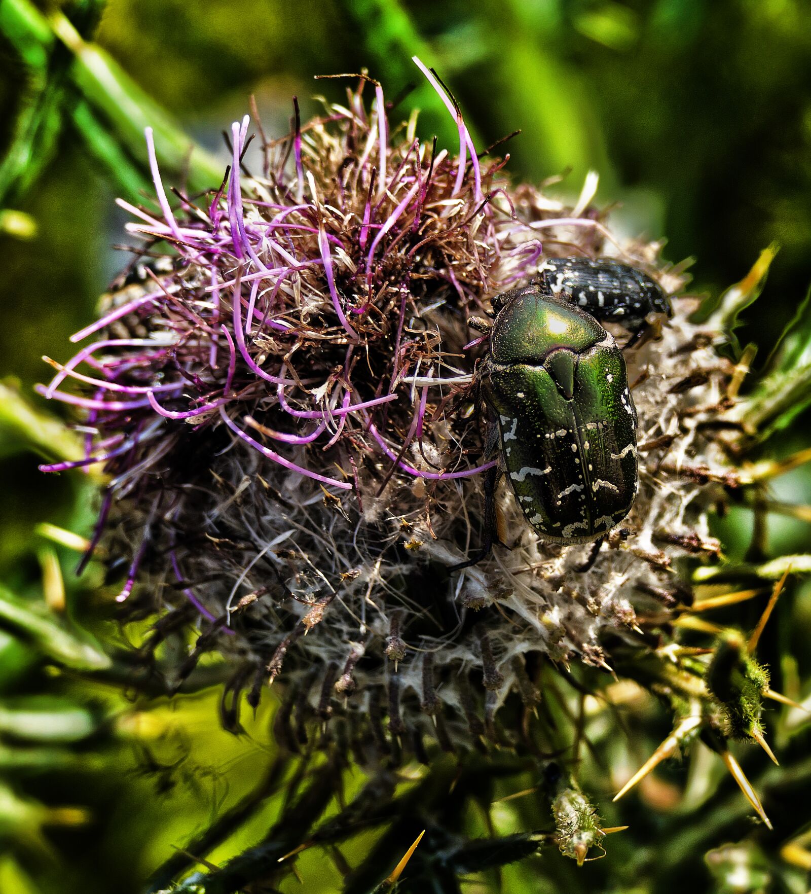 Panasonic Lumix DMC-FZ1000 sample photo. Thistle, blossom, bloom photography
