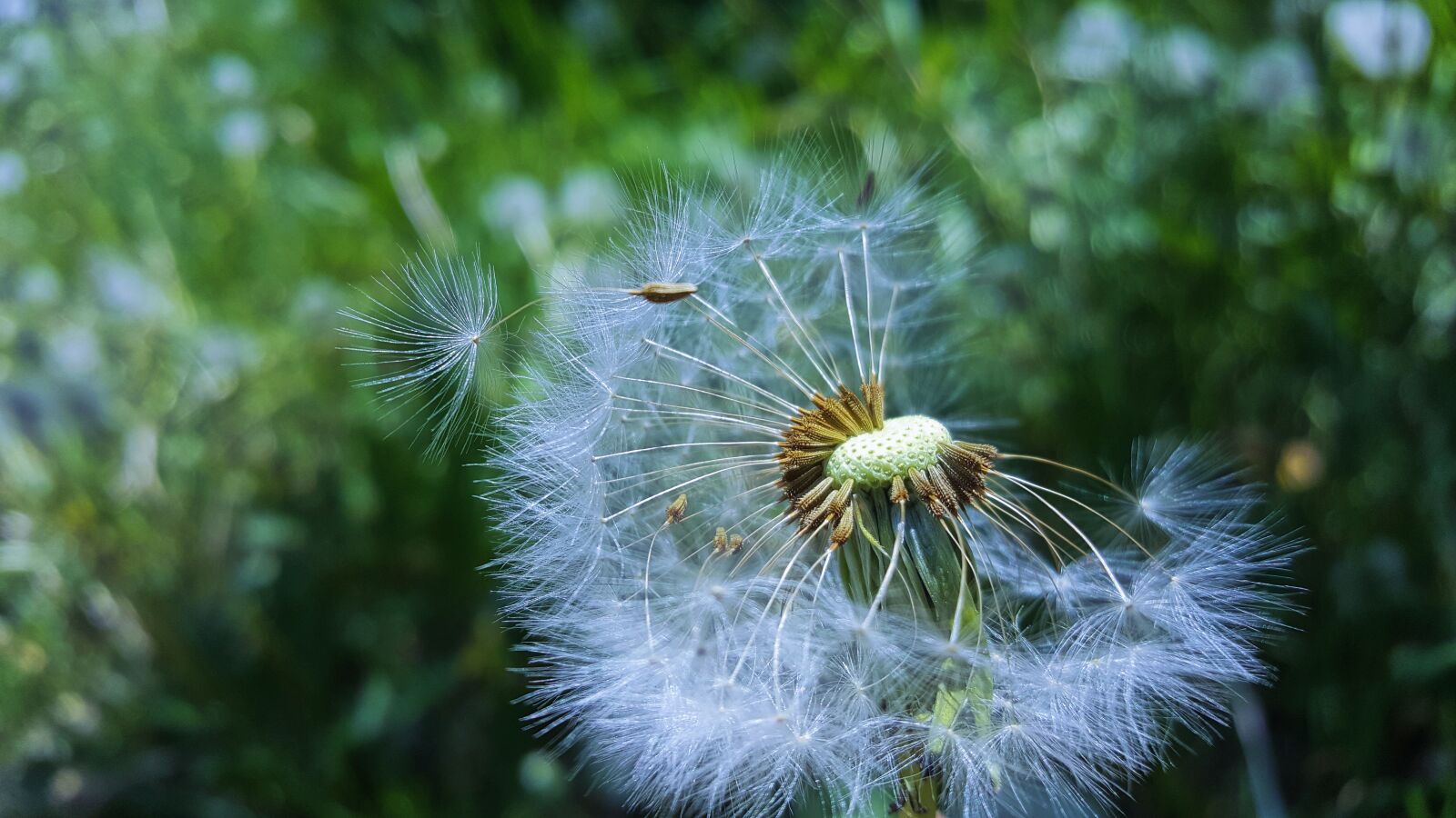 Samsung Galaxy S6 sample photo. Dandelion, nature, plant photography