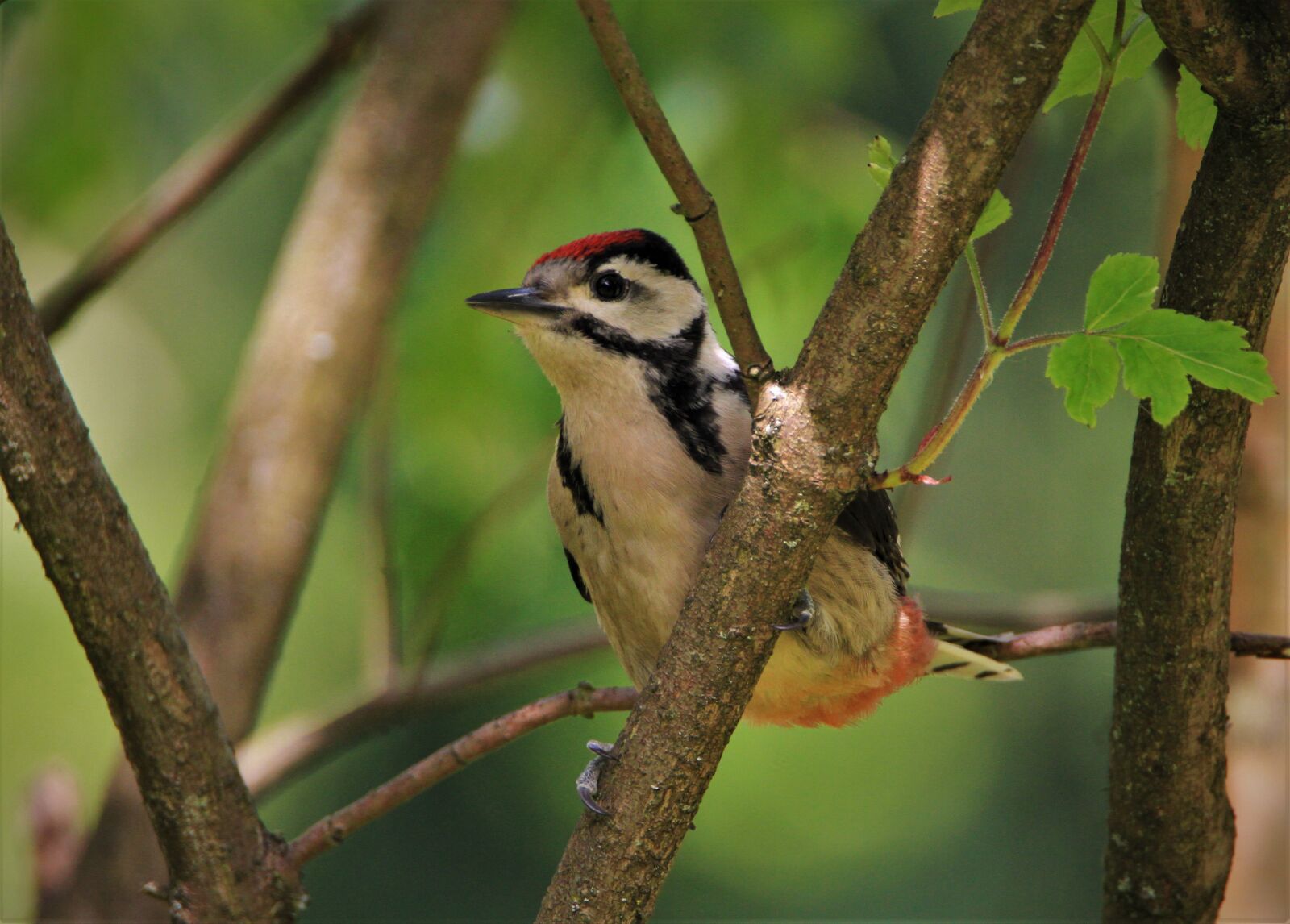 Canon EOS 7D + Tamron SP 150-600mm F5-6.3 Di VC USD sample photo. Great spotted woodpecker, woodpecker photography
