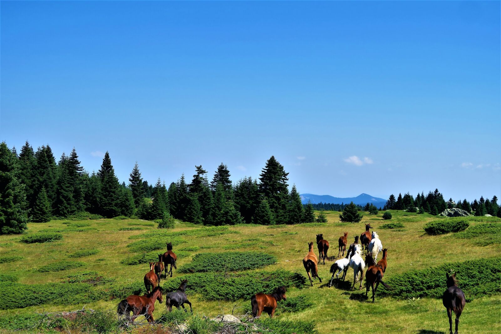 Canon PowerShot G7 X sample photo. The horses are, nature photography