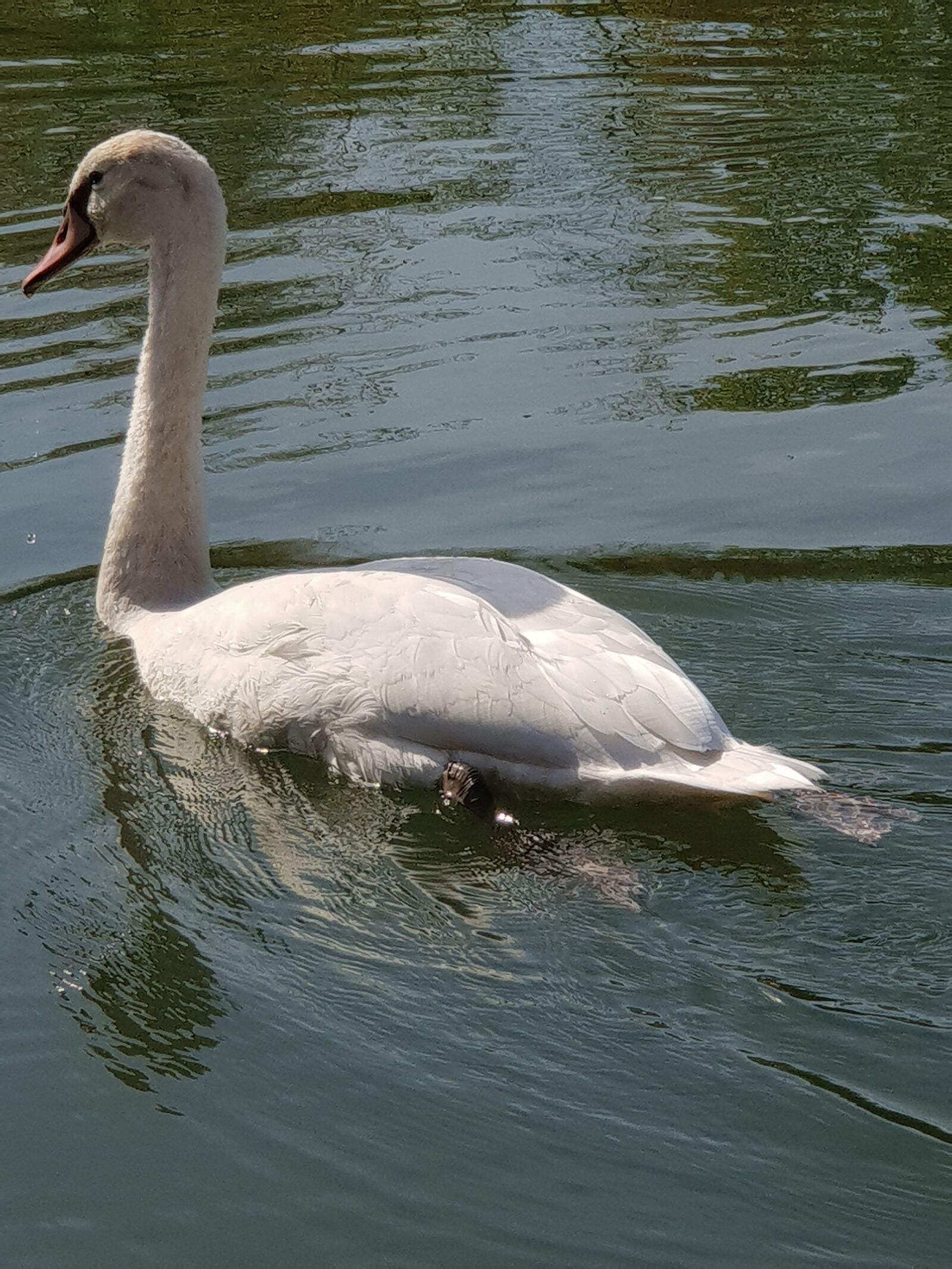 Samsung Galaxy S9+ sample photo. Swan, animal children, water photography