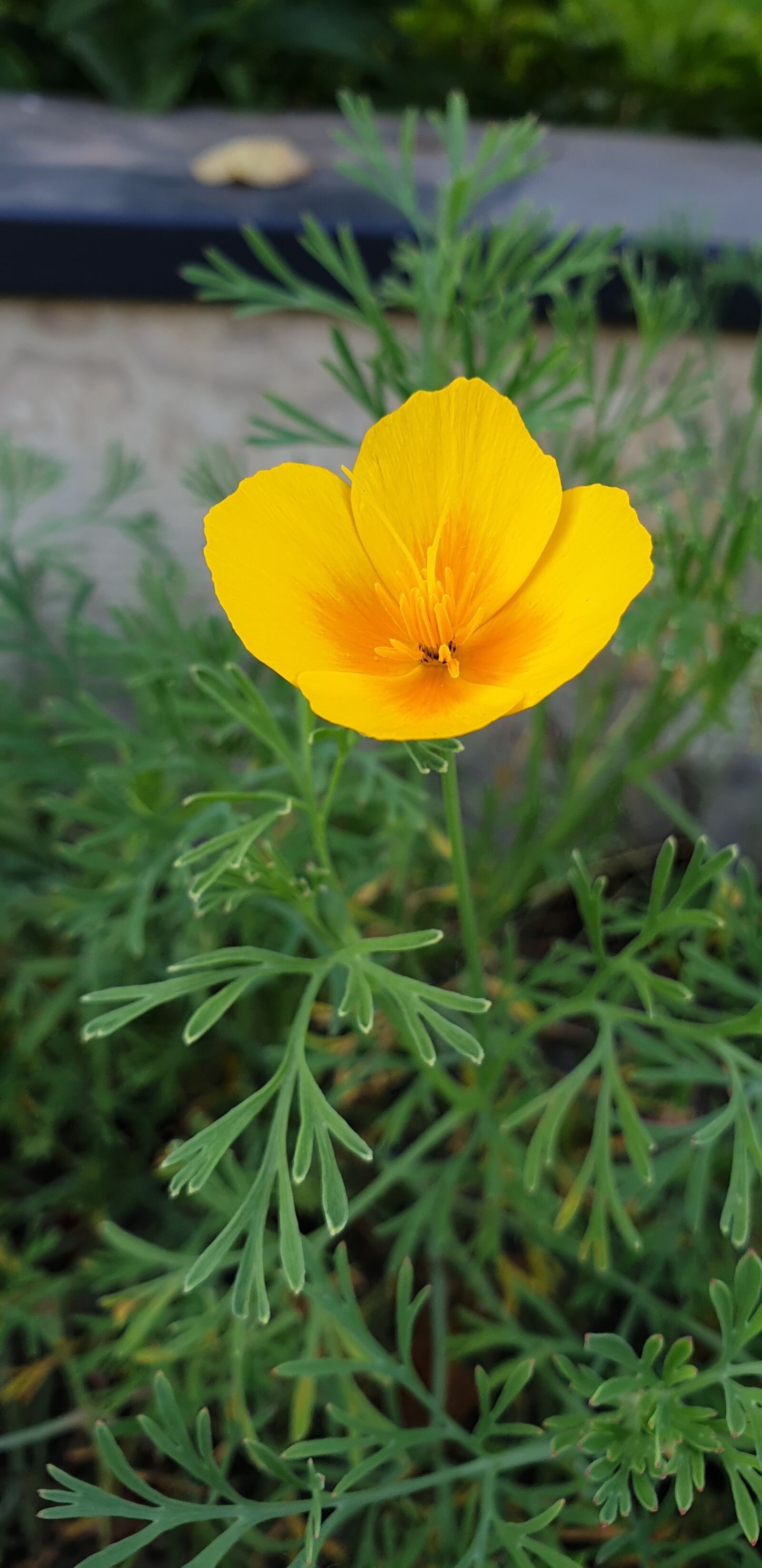 Samsung Galaxy Note9 sample photo. Flower, yellow flower, plant photography