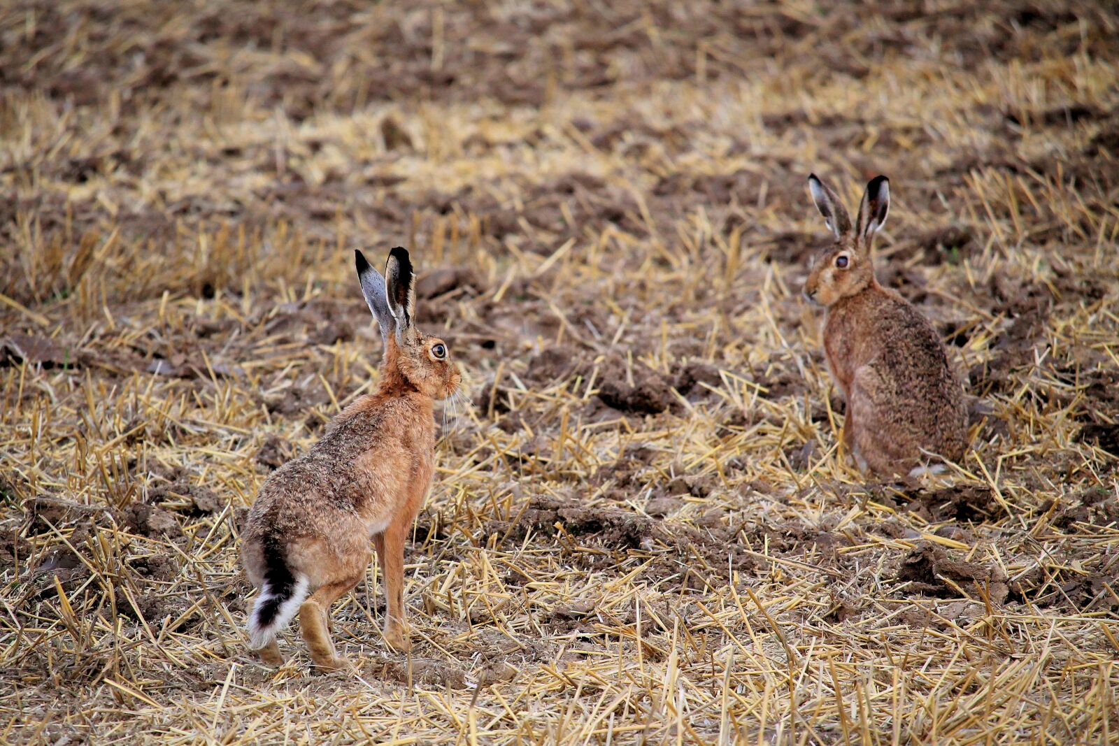 Canon EF-S 55-250mm F4-5.6 IS STM sample photo. Rabbit, field, long eared photography