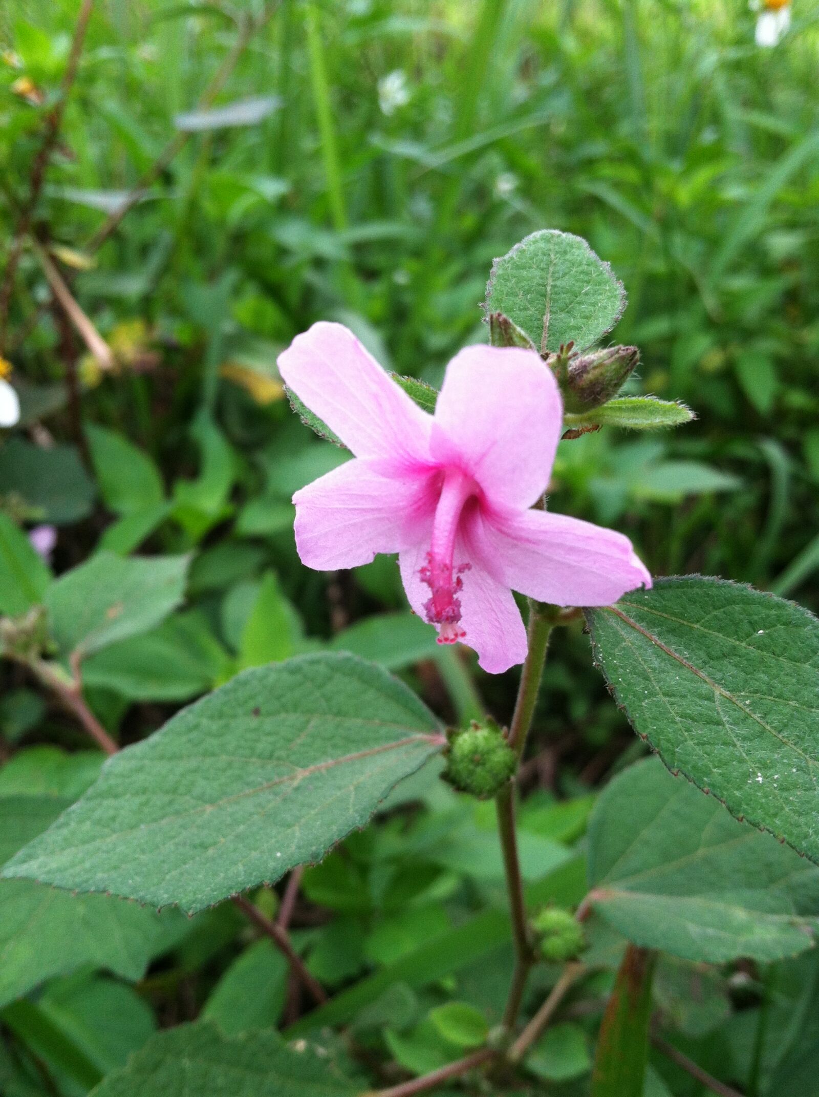 iPhone 4 back camera 3.85mm f/2.8 sample photo. Flower, flowers photography