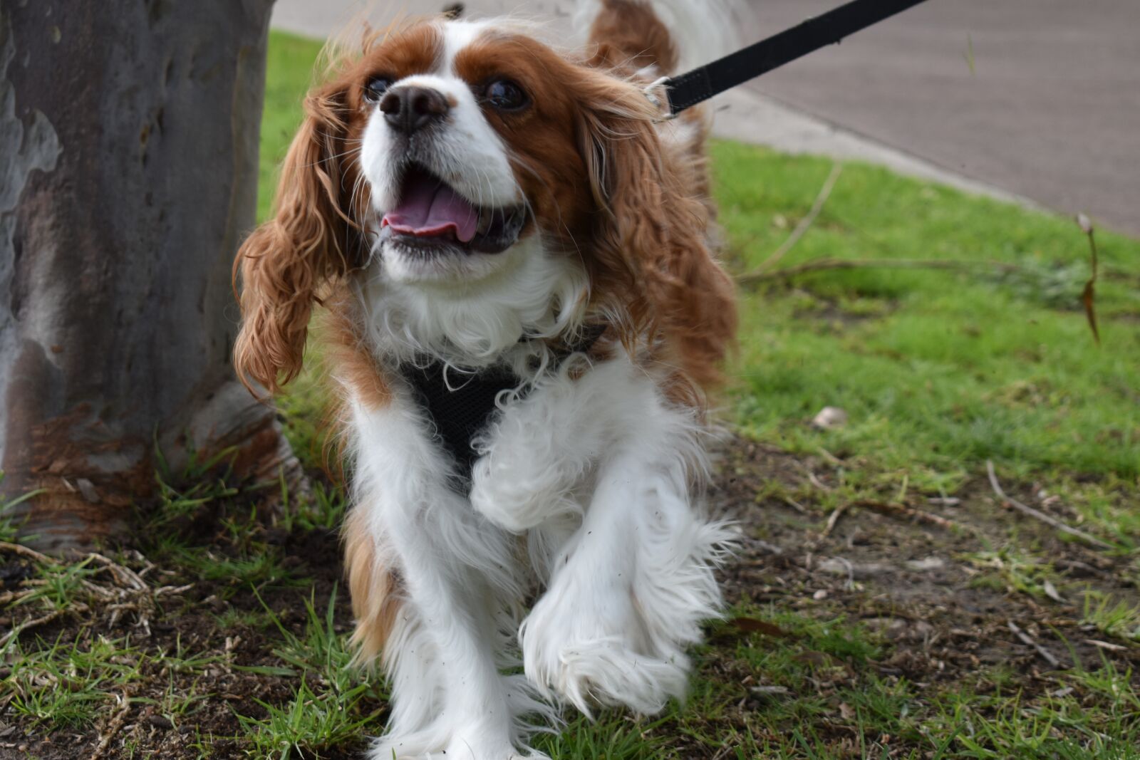 Nikon D3500 sample photo. Dog, cavalier king charles photography
