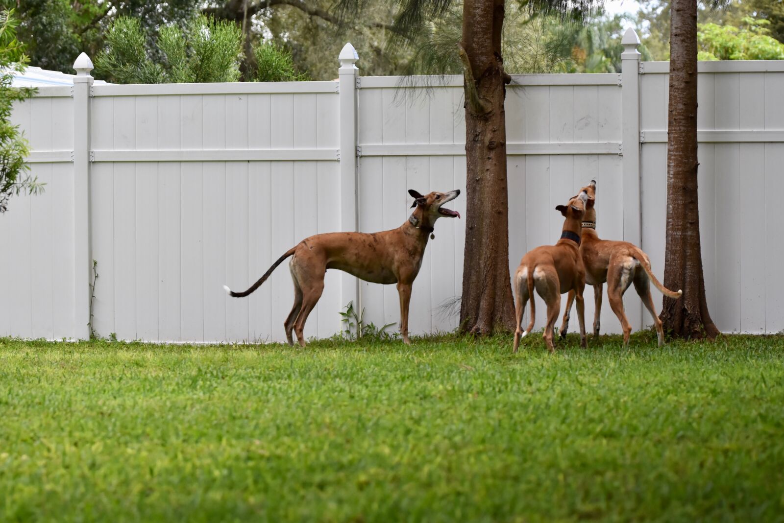 Nikon D5500 sample photo. Greyhound, retired racer, dog photography