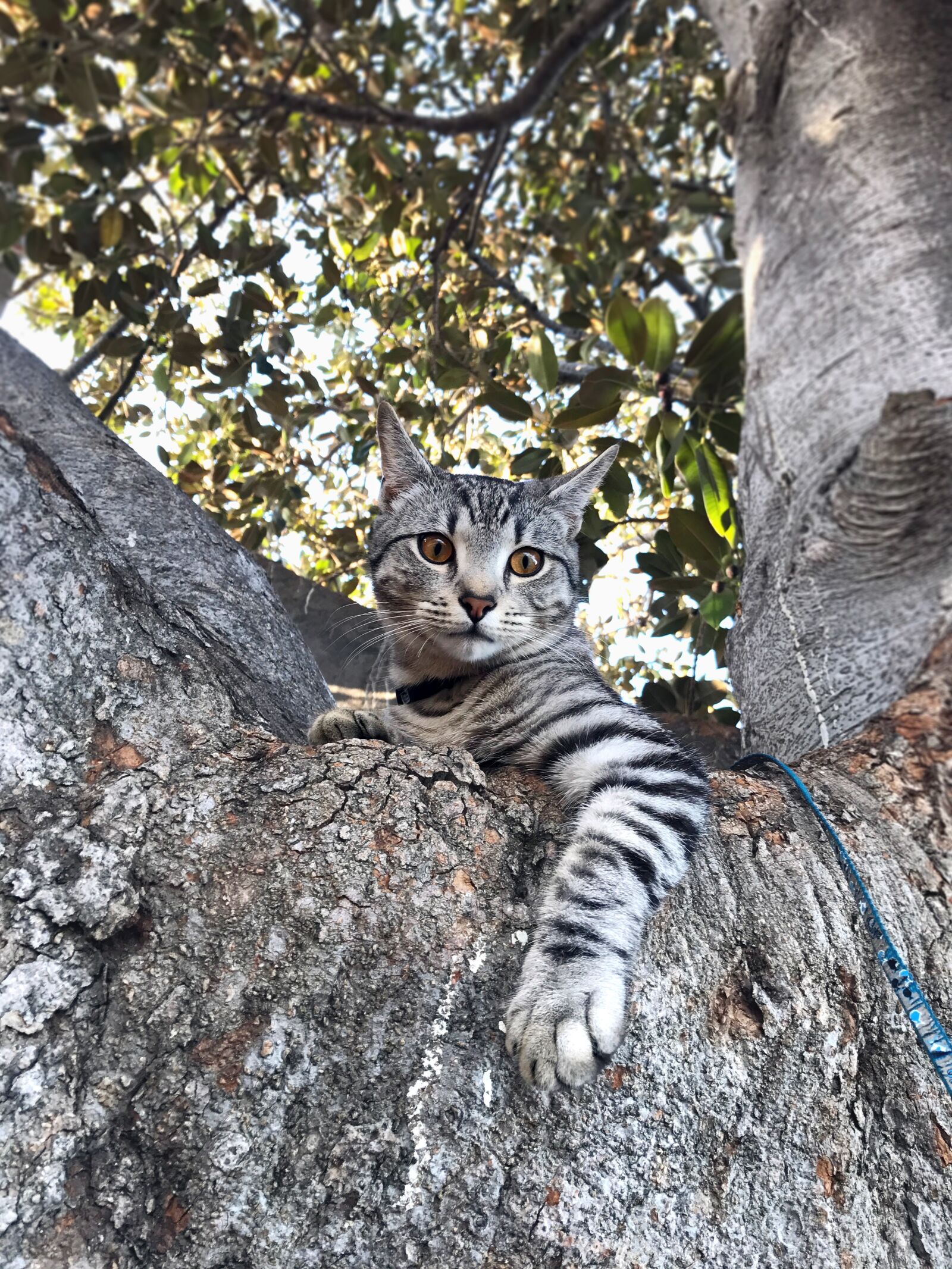 Apple iPhone 7 sample photo. Tree, cat, pet photography