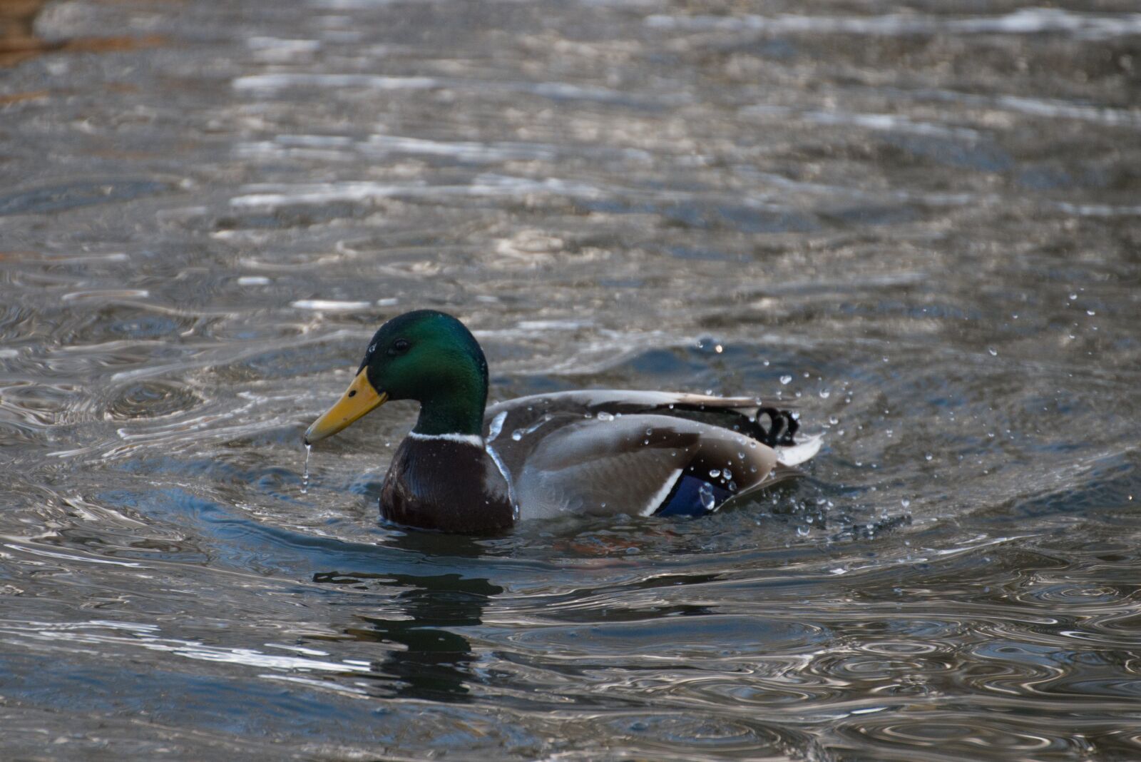 Canon EOS 800D (EOS Rebel T7i / EOS Kiss X9i) sample photo. Duck, water, animal photography