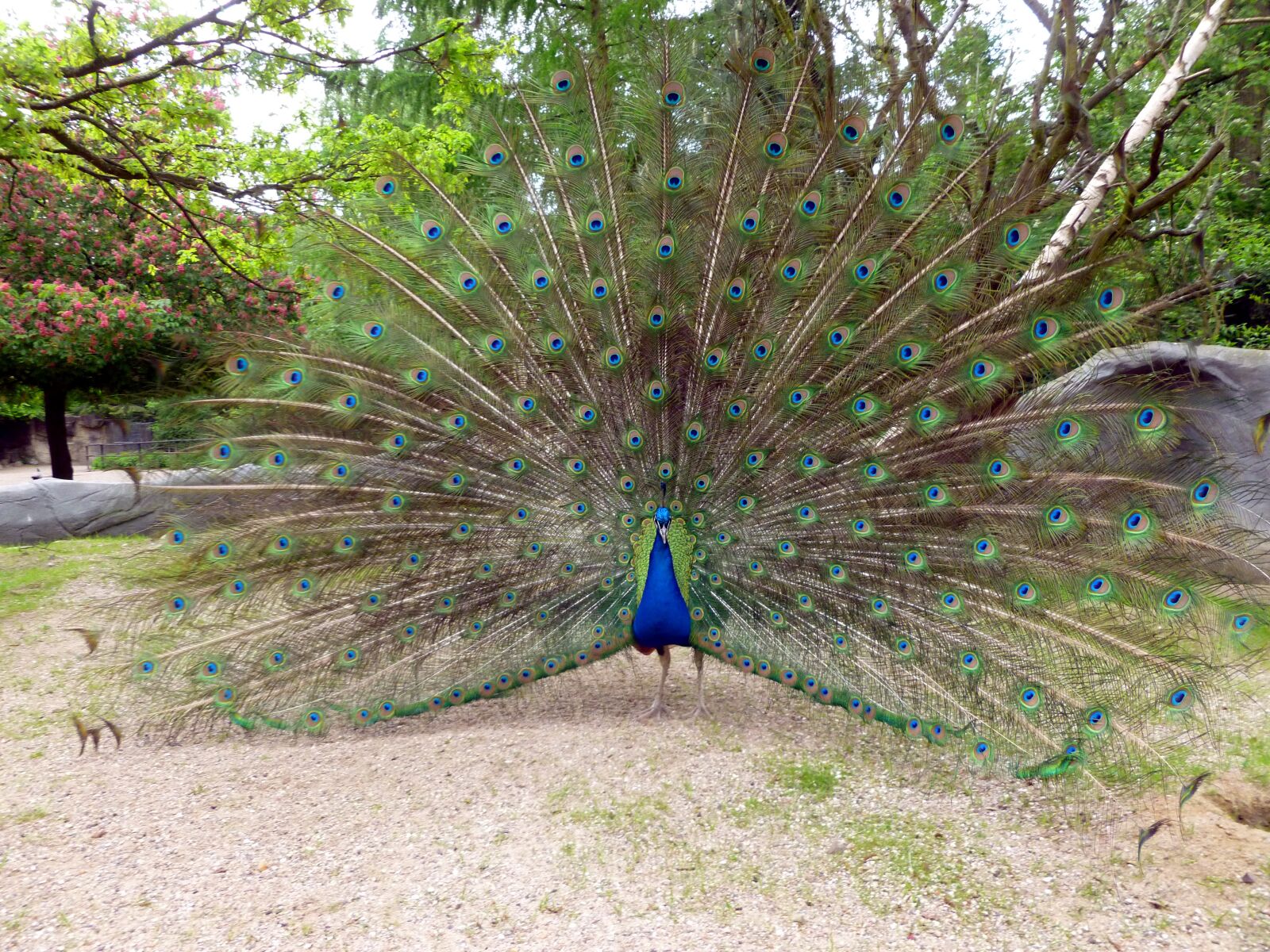 Panasonic DMC-FS37 sample photo. Peacock, peacock wheel, bird photography