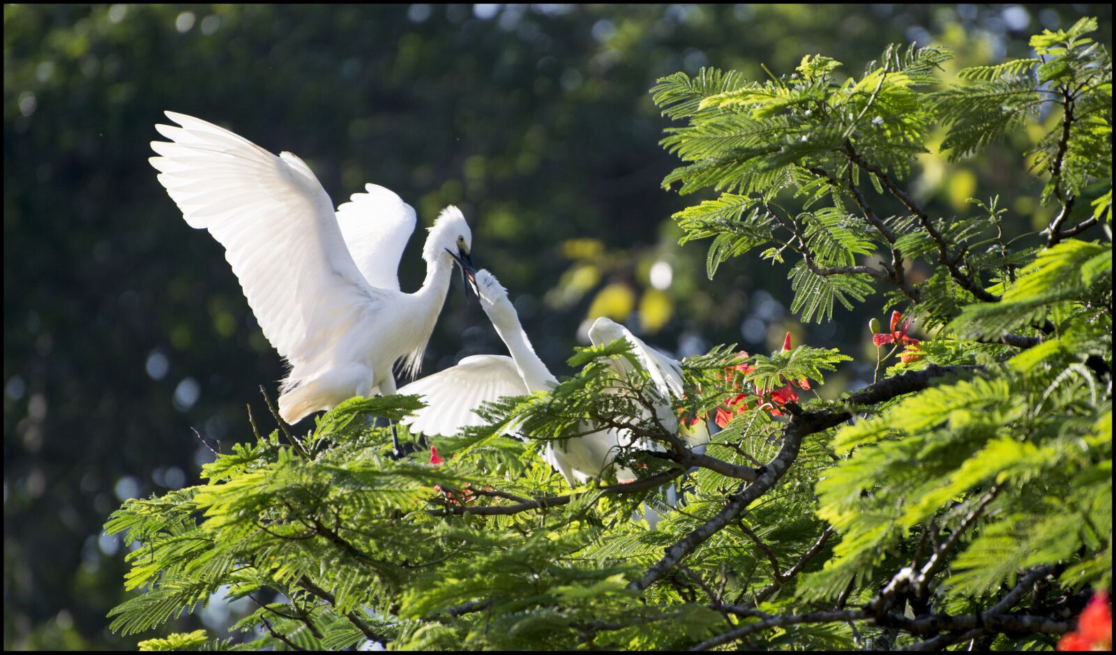 Nikon D600 sample photo. Stork, bird, natural photography
