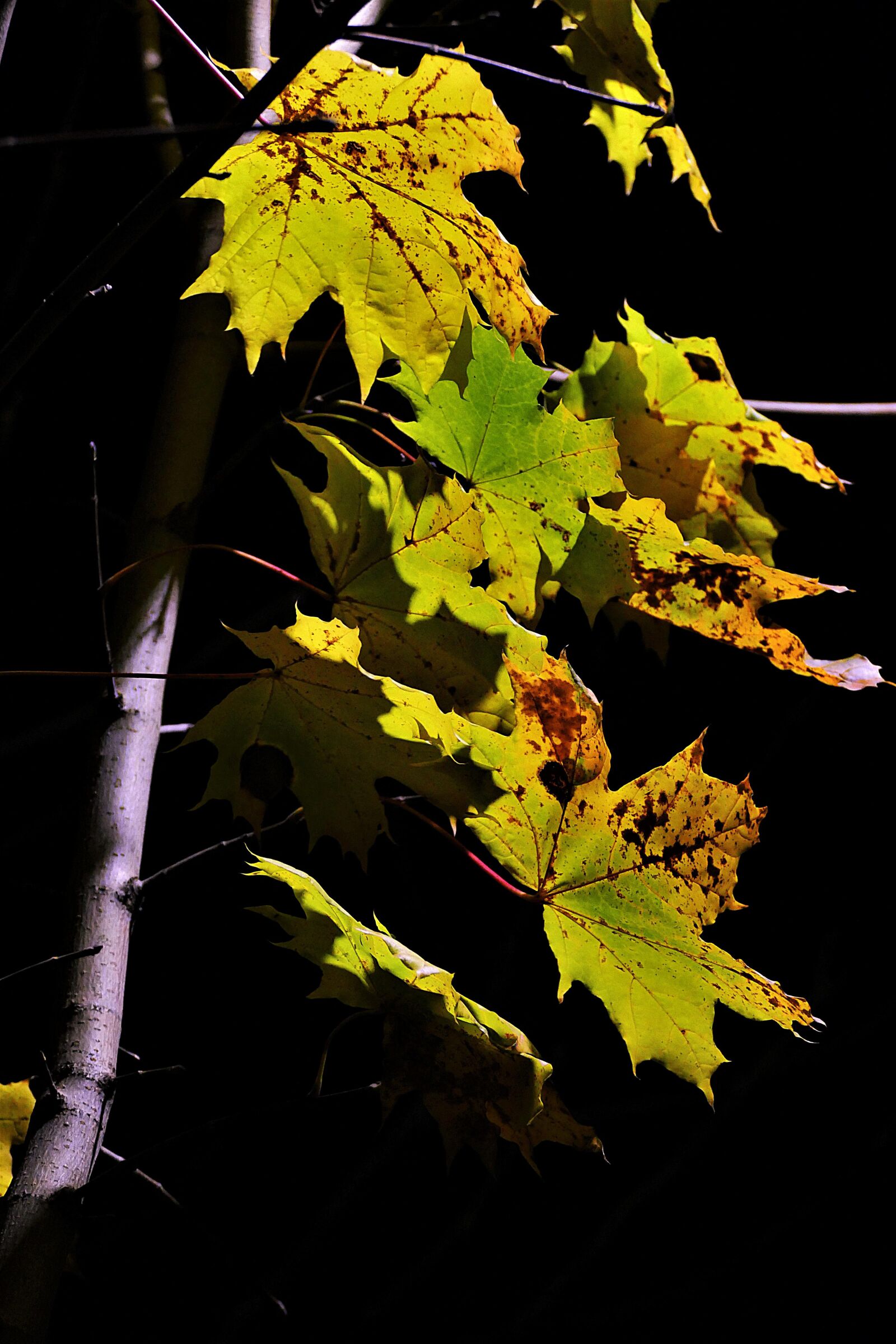 Panasonic Lumix DMC-FZ1000 sample photo. Leaves, illuminated, night photography