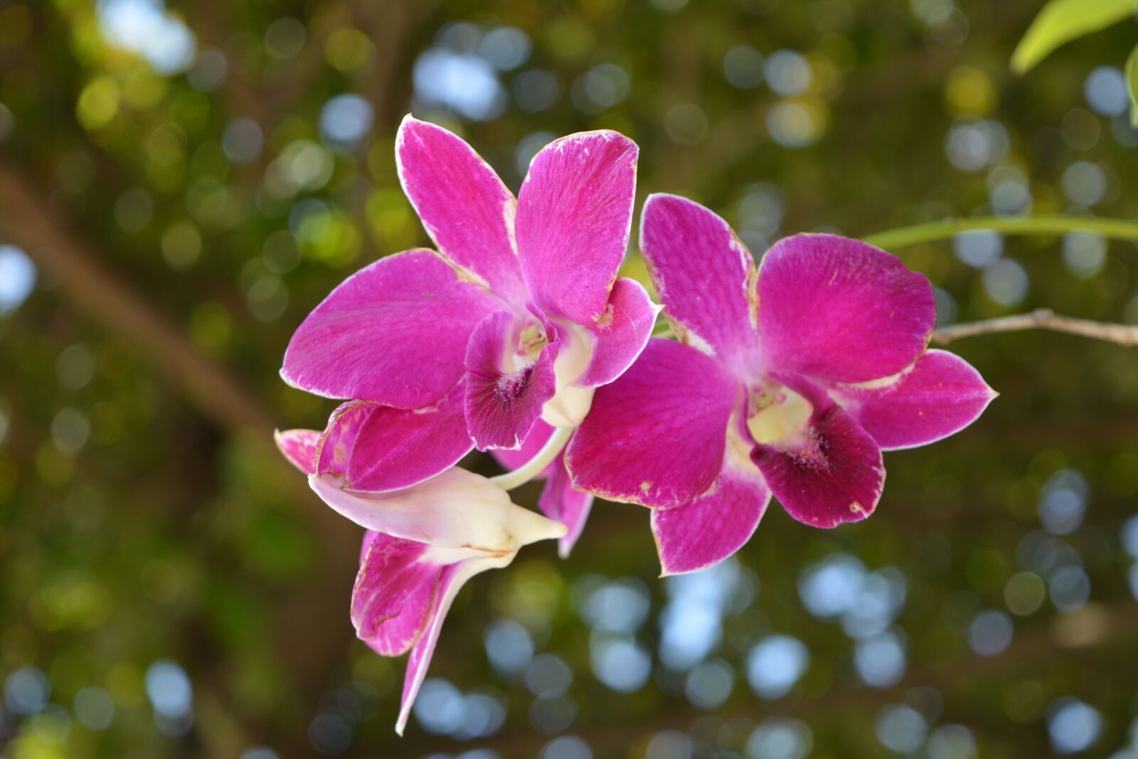 Nikon D7100 sample photo. Orchid, thai orchid, flower photography