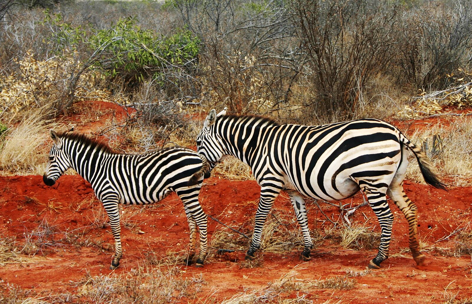 Canon EOS 300D (EOS Digital Rebel / EOS Kiss Digital) sample photo. Zebra, zebras, africa photography