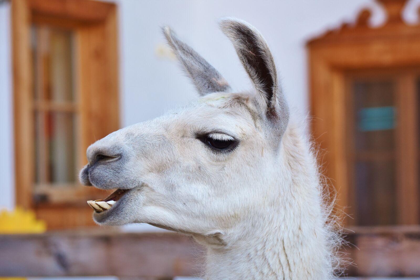 Nikon D7200 sample photo. Lama, lama head, animal photography
